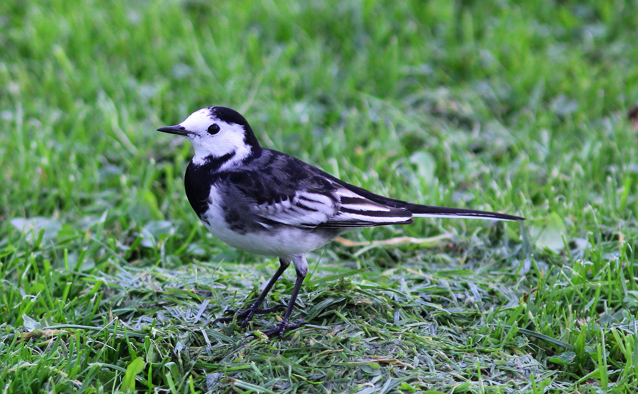 Canon EF 300mm F4L IS USM sample photo. Pied wagtail photography