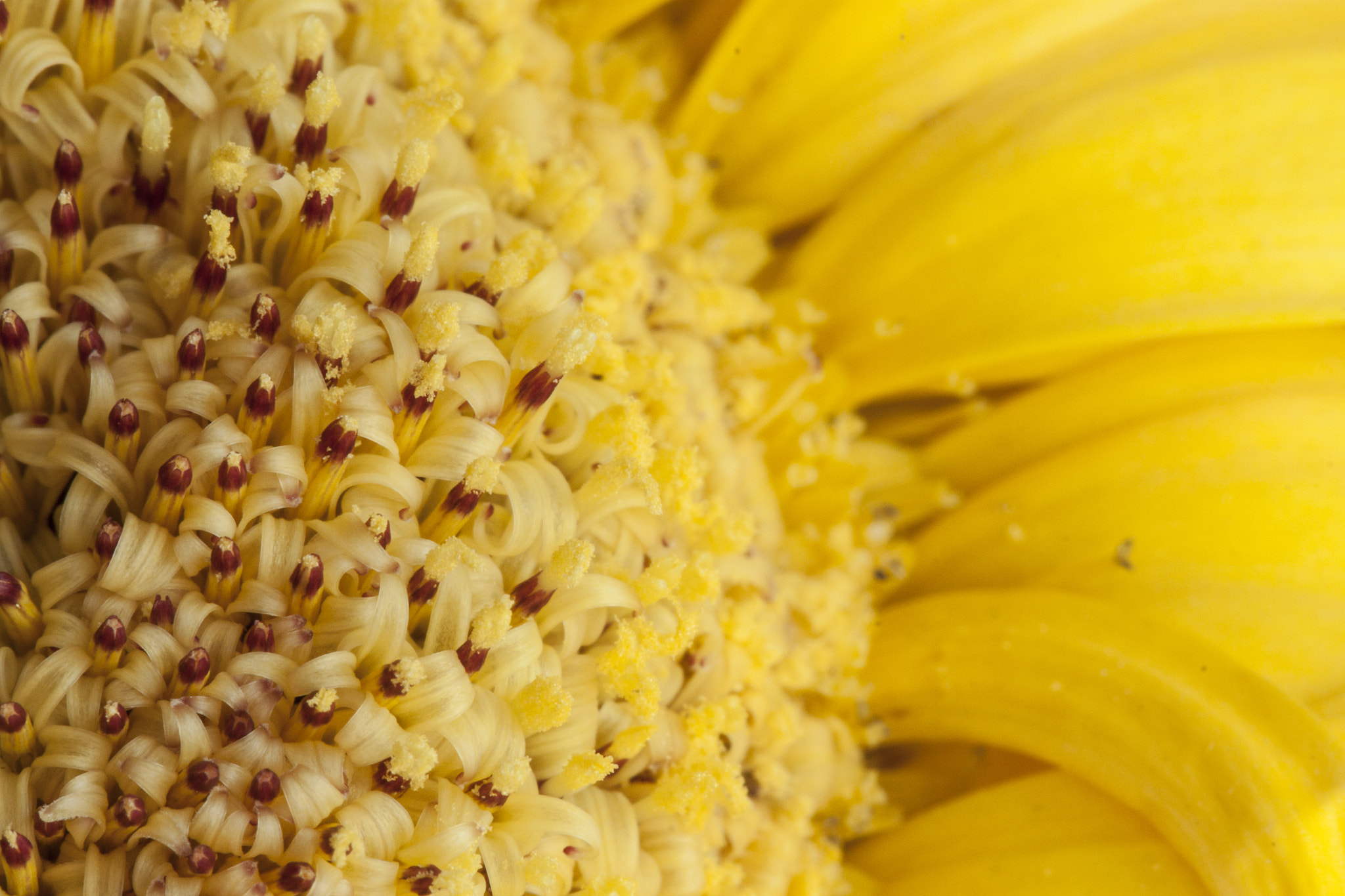 Canon EF 100mm F2.8L Macro IS USM sample photo. Bananas photography