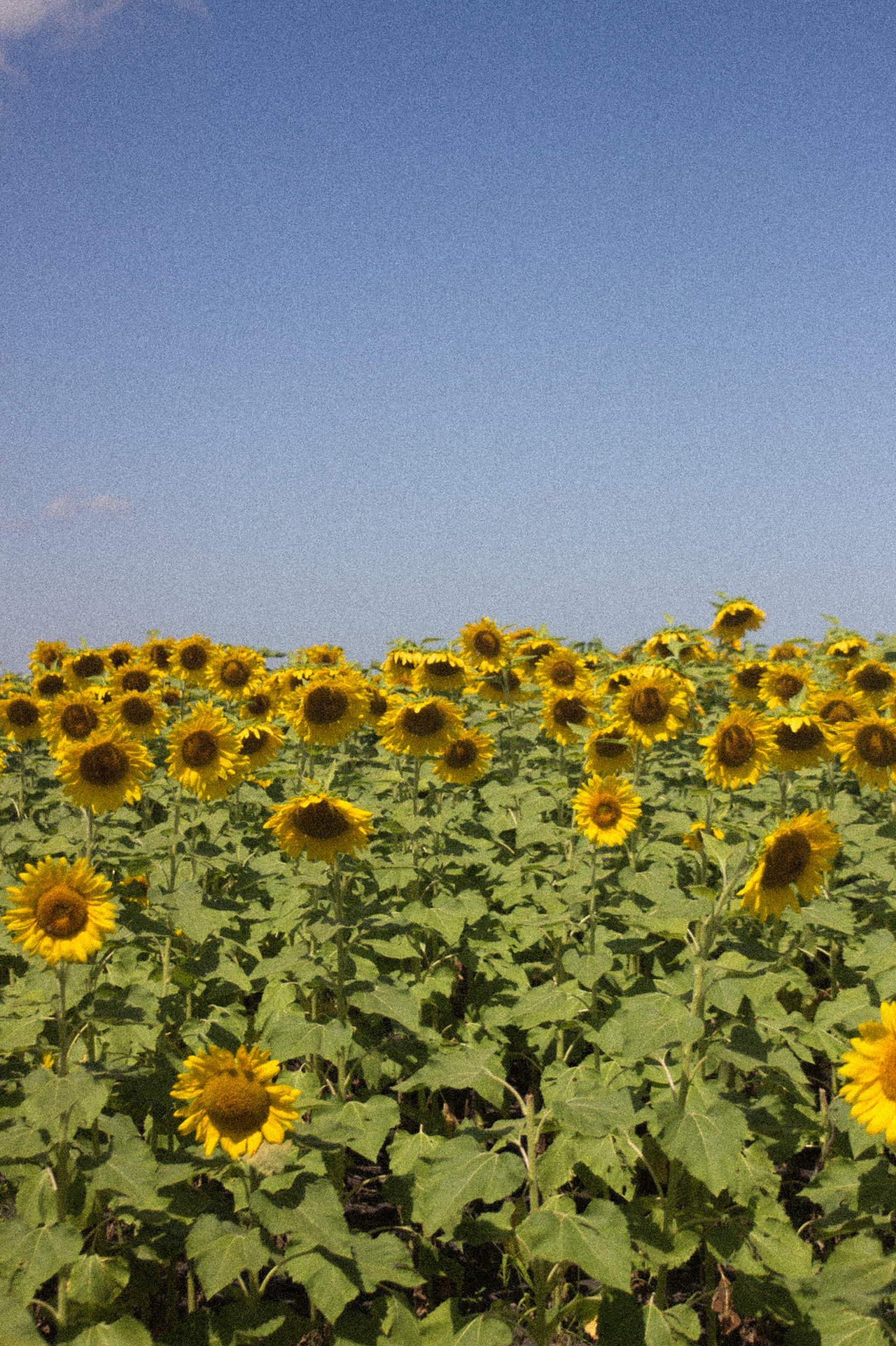Canon EF 35-80mm f/4-5.6 sample photo