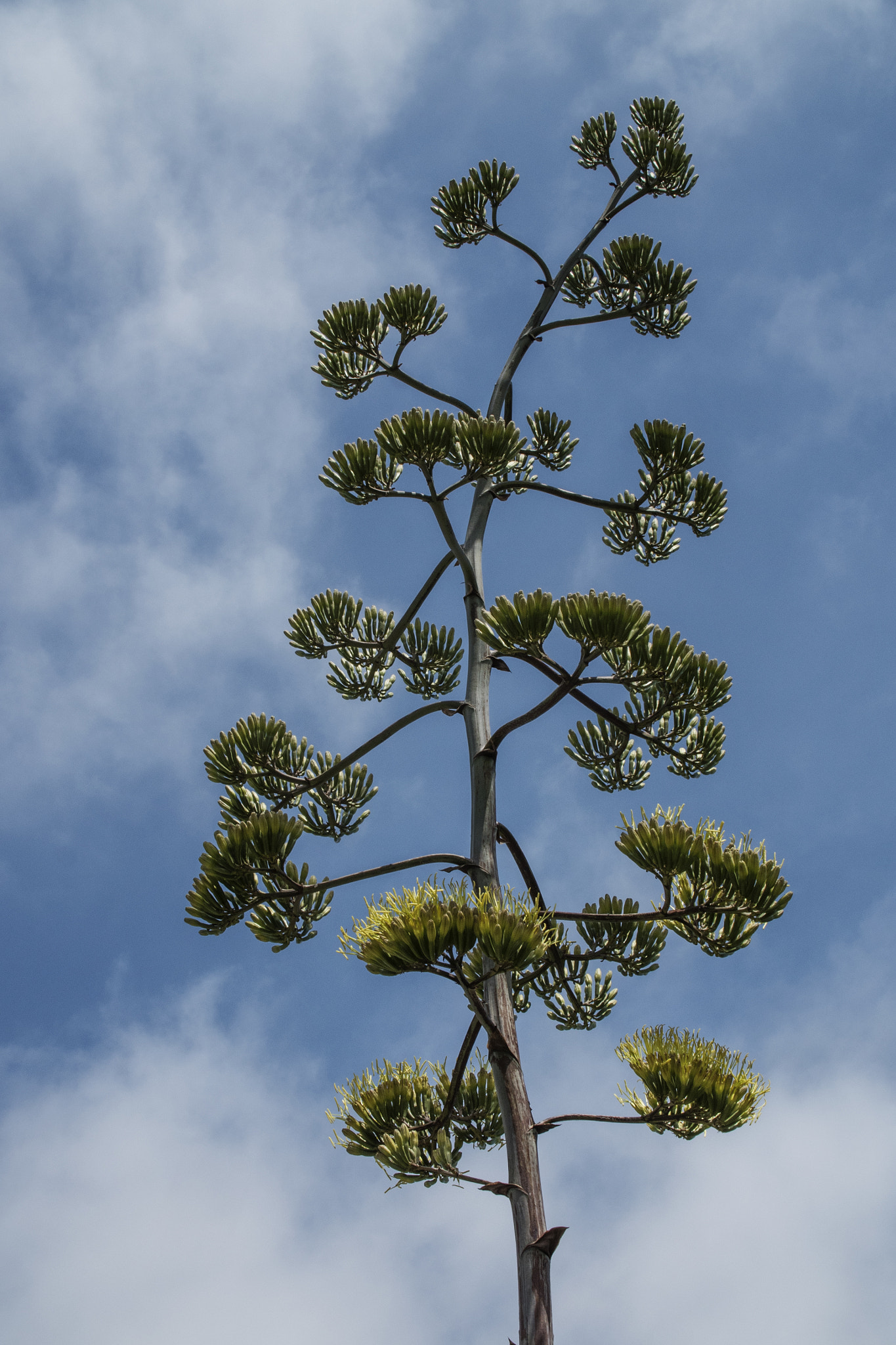 Panasonic Lumix DMC-GH4 + Canon EF 24-105mm F4L IS USM sample photo. Agave americana inflorescence photography