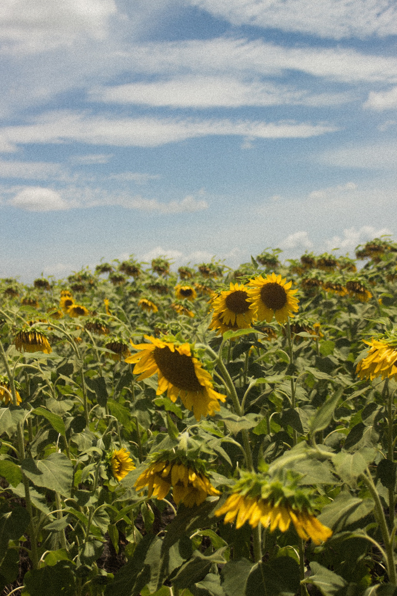 Canon EF 35-80mm f/4-5.6 sample photo