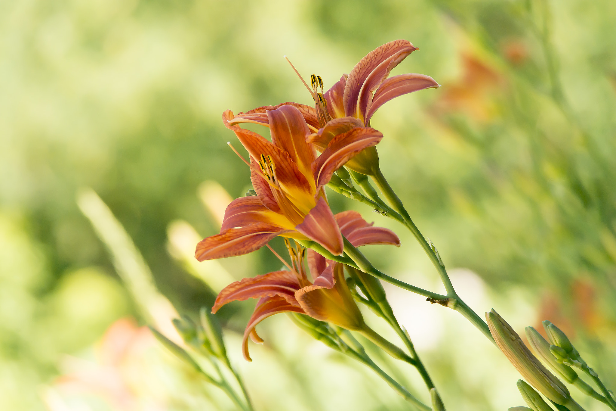 Samsung NX20 + Samsung NX 50-200mm F4-5.6 ED OIS sample photo. Day lilies photography