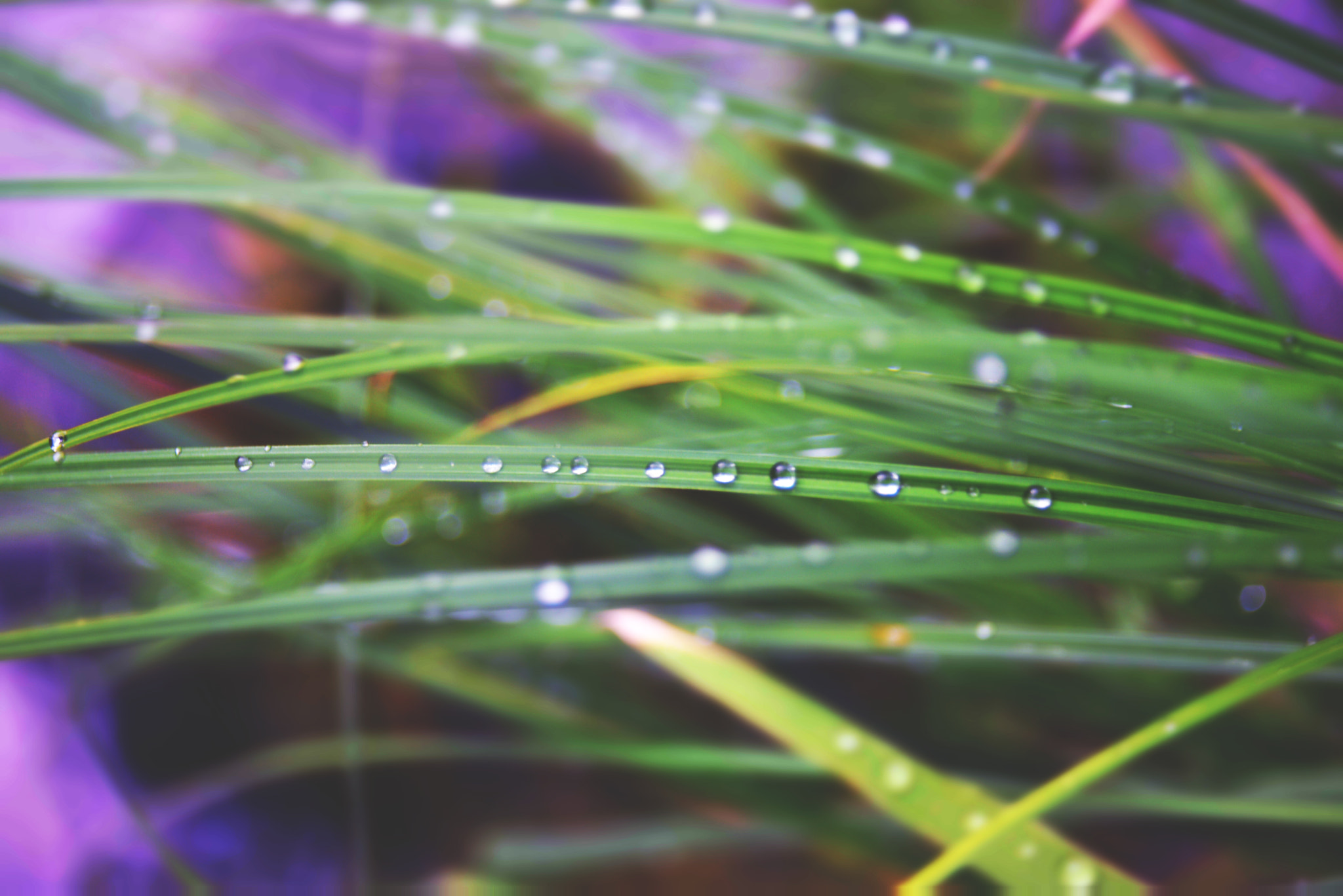 AF Zoom-Nikkor 28-80mm f/3.3-5.6G sample photo