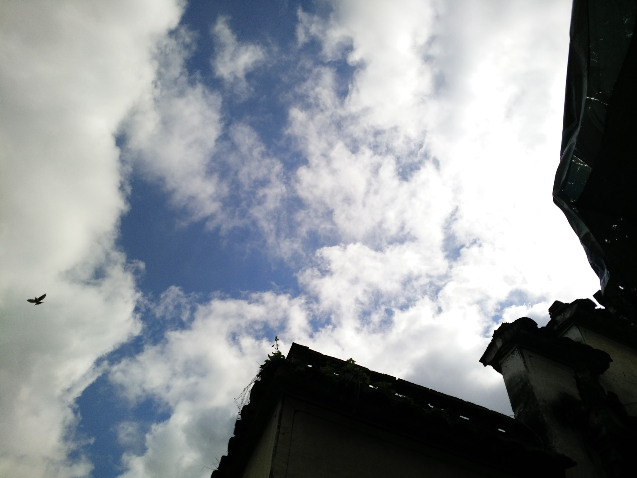 OPPO R8207 sample photo. Sky bird photography