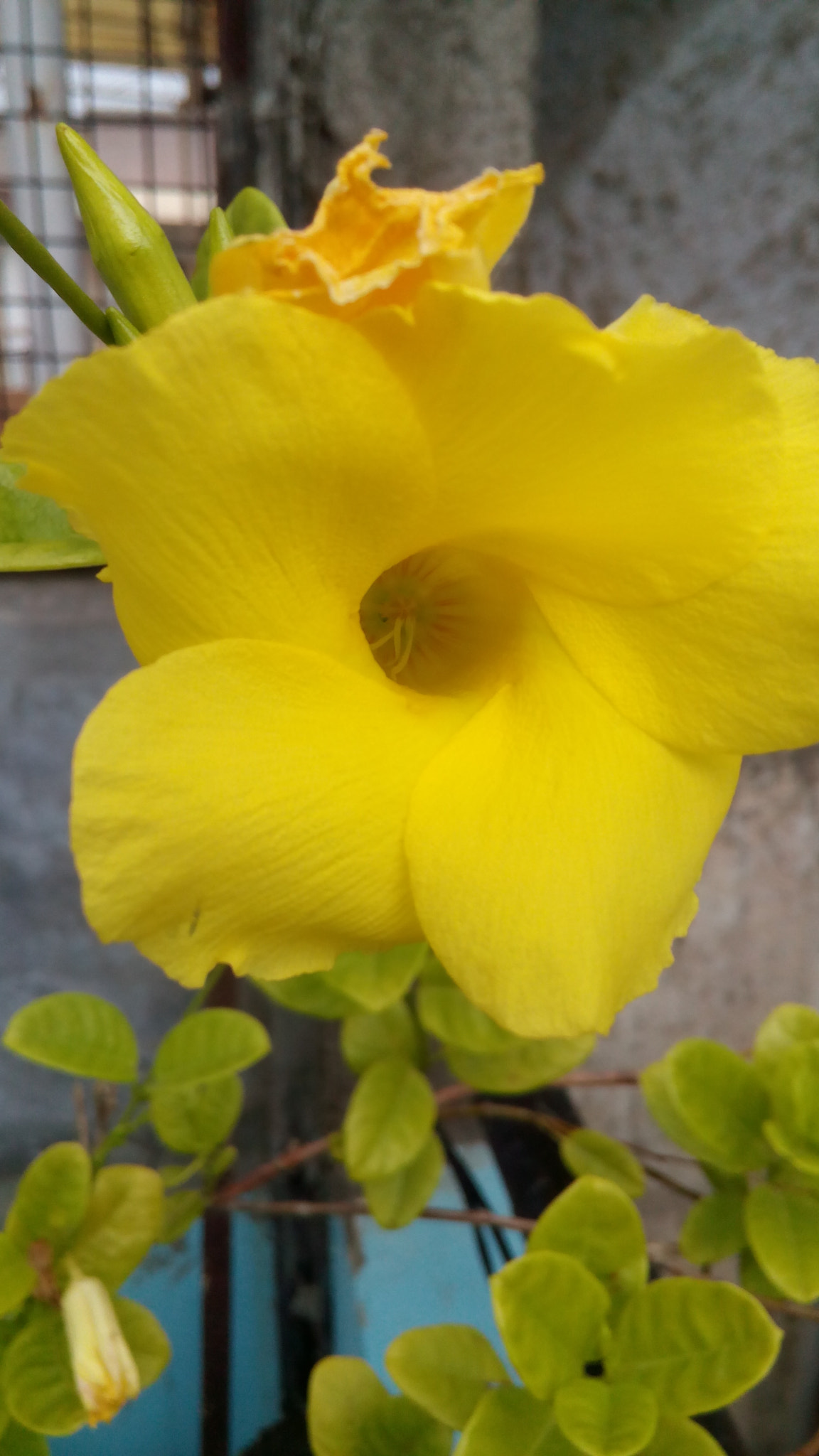 Micromax Canvas Spark sample photo. Thank you rains photography