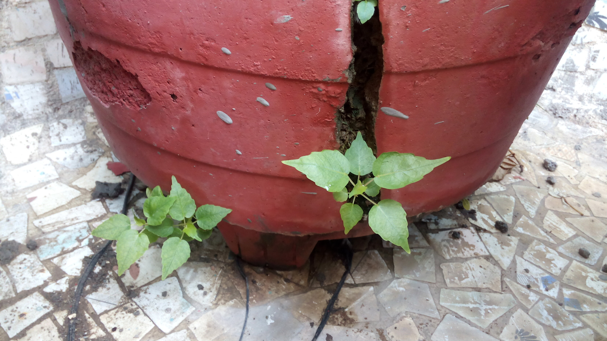 Micromax Canvas Spark sample photo. Rebellious photography