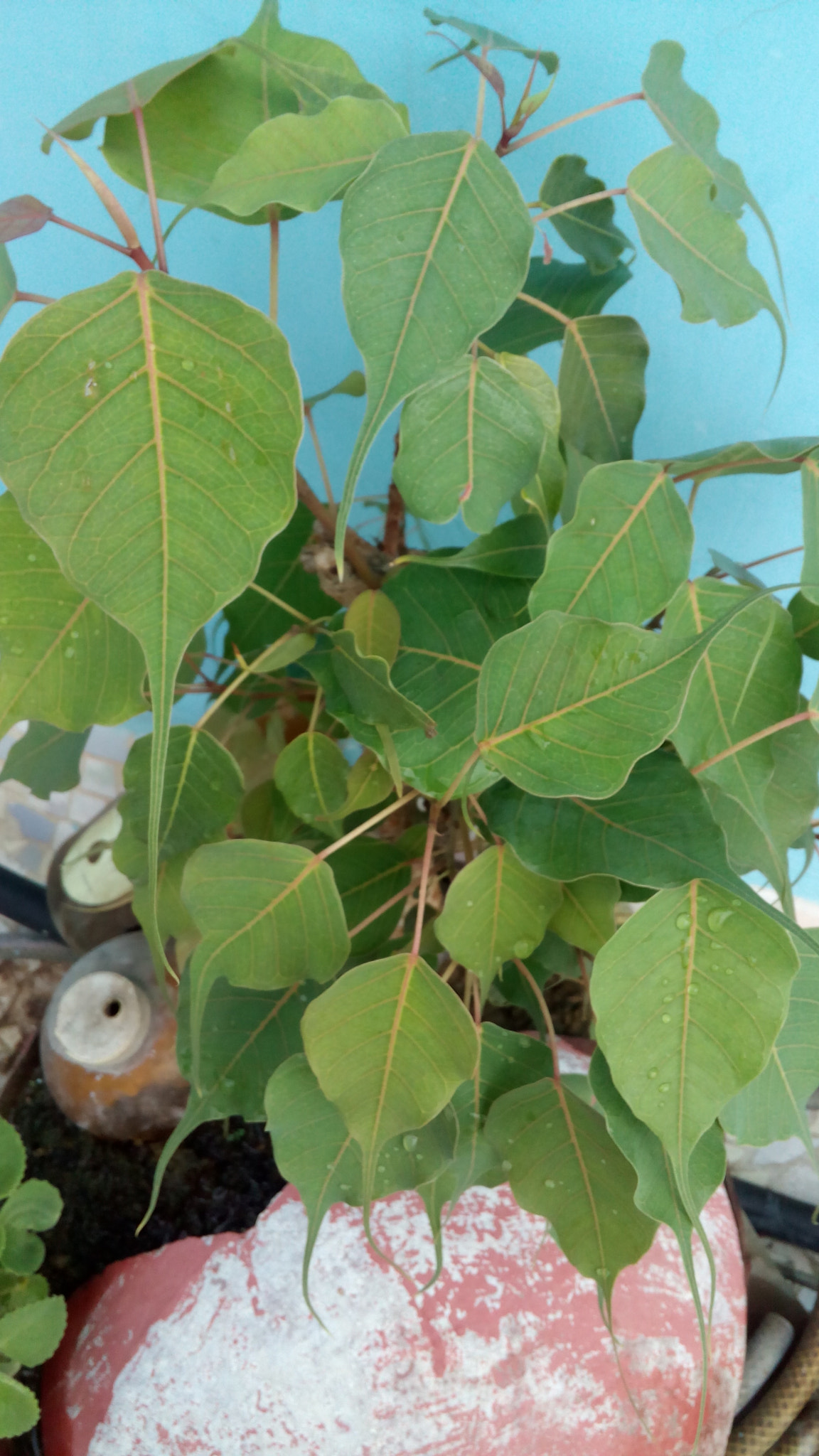 Micromax Canvas Spark sample photo