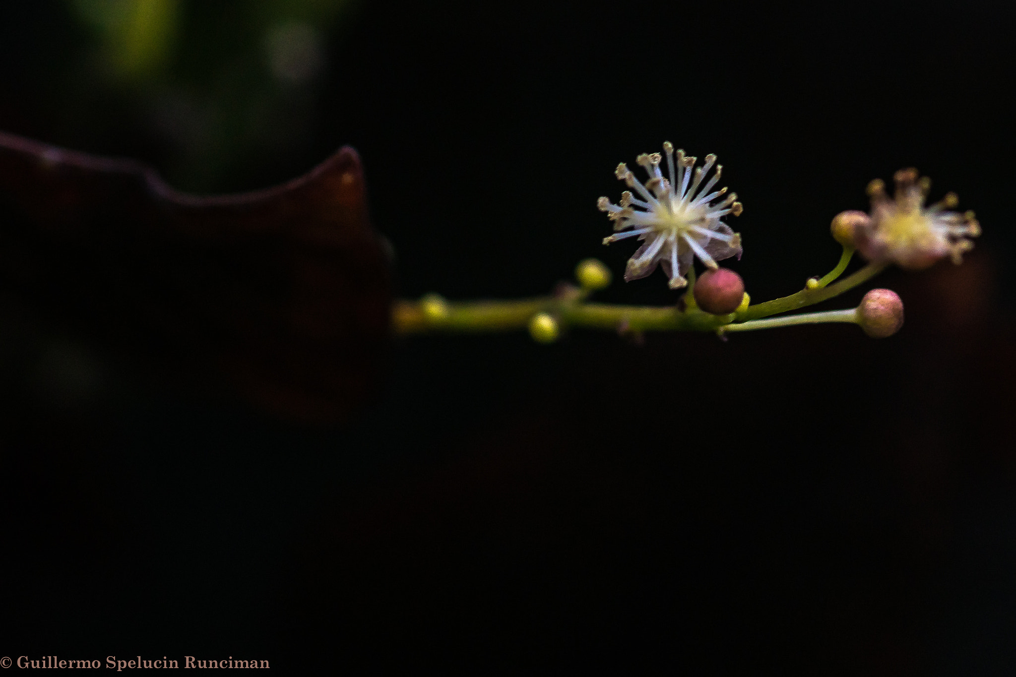 Sony 100mm F2.8 Macro sample photo. Winter flowers photography