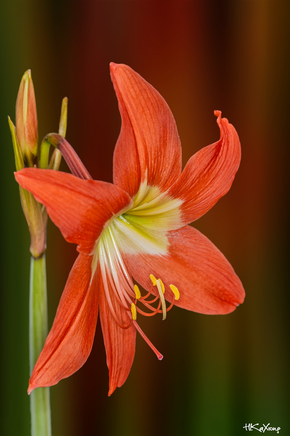 Canon EF-S 60mm F2.8 Macro USM sample photo. Amaryllis photography