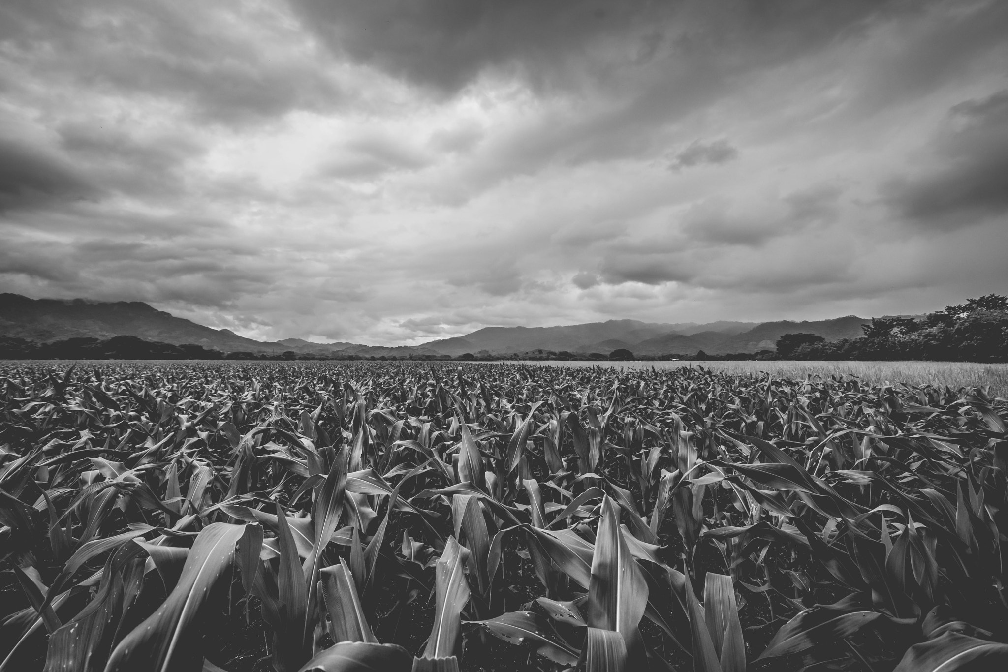 17-40mm F4 G SSM sample photo. Colorless paradise photography