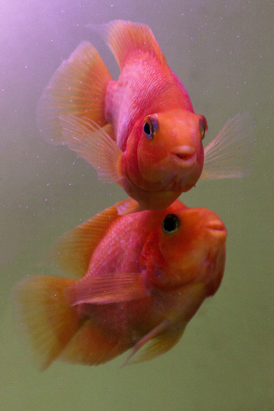 Canon EOS 50D + EF75-300mm f/4-5.6 sample photo. Poisson rouge photography