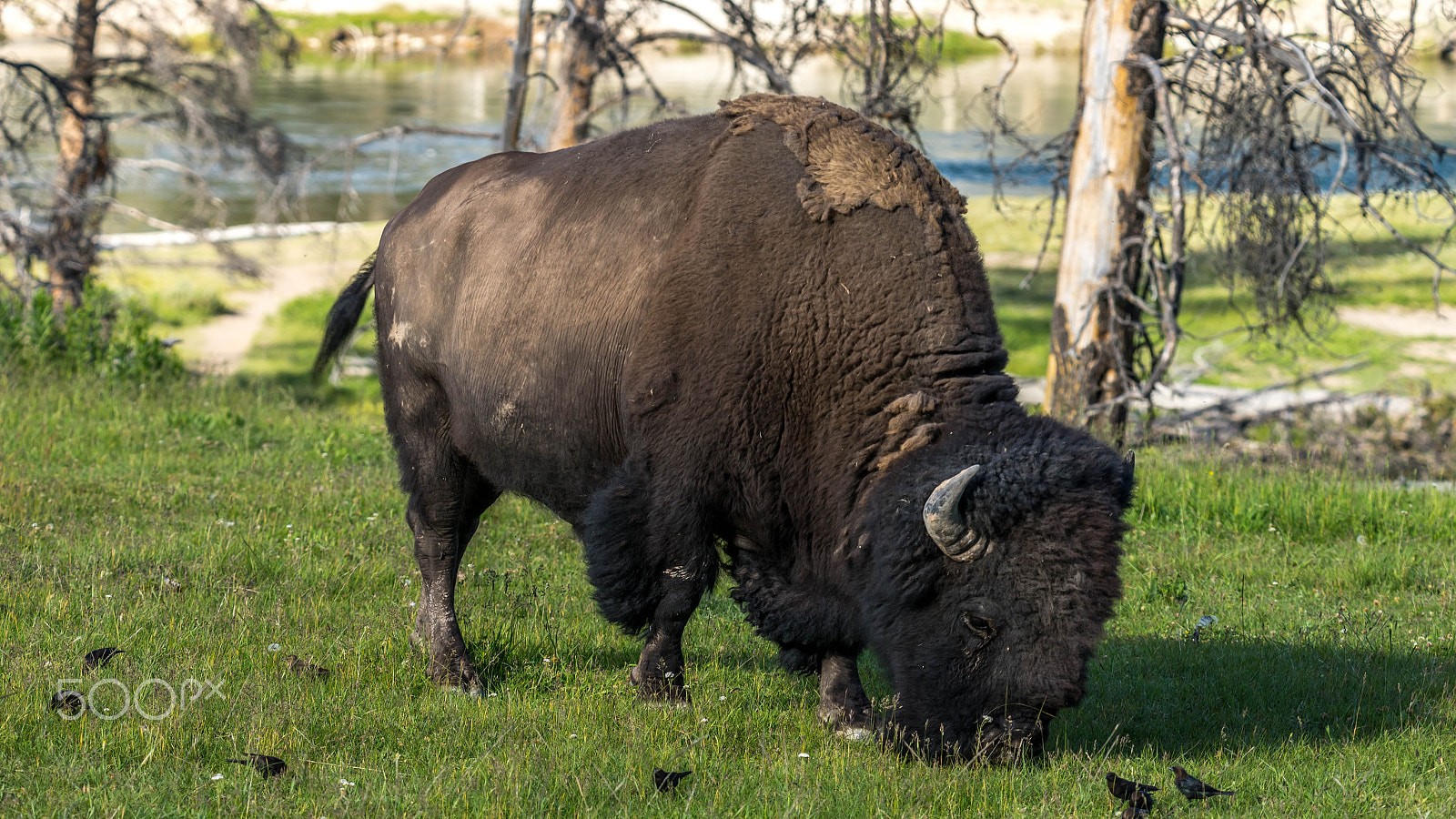 Sony a7 + Tamron SP 150-600mm F5-6.3 Di VC USD sample photo. Bison photography