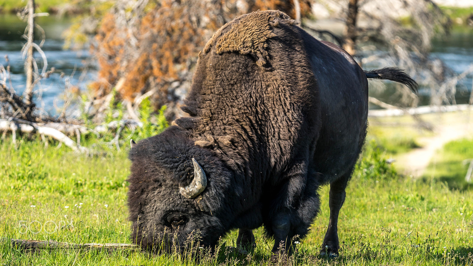 Sony a7 + Tamron SP 150-600mm F5-6.3 Di VC USD sample photo. Bison photography