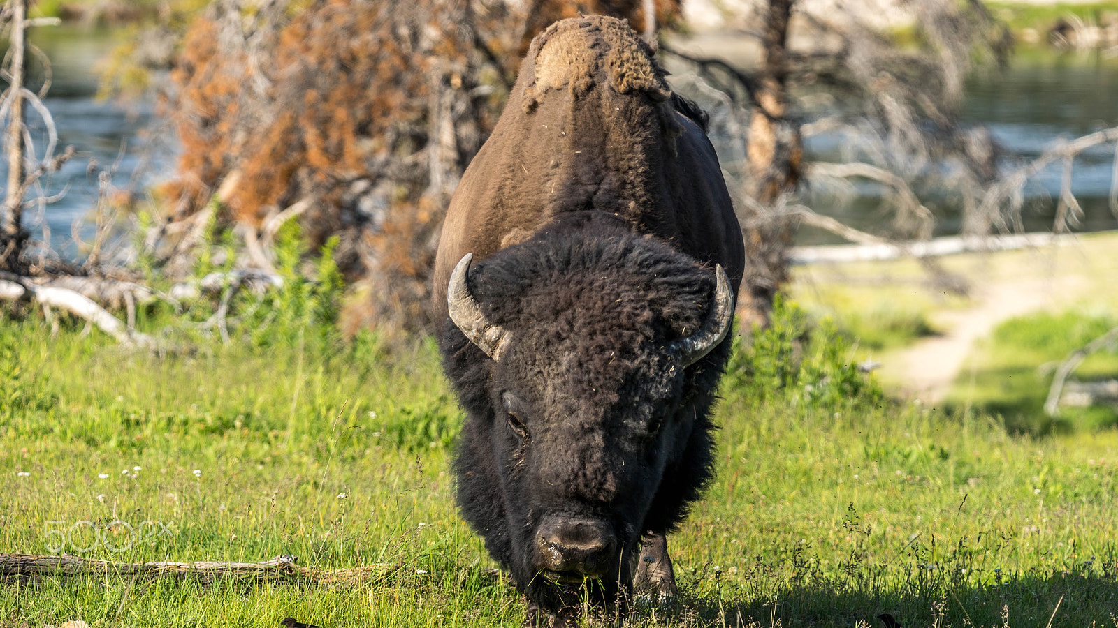 Sony a7 + Tamron SP 150-600mm F5-6.3 Di VC USD sample photo. Bison photography