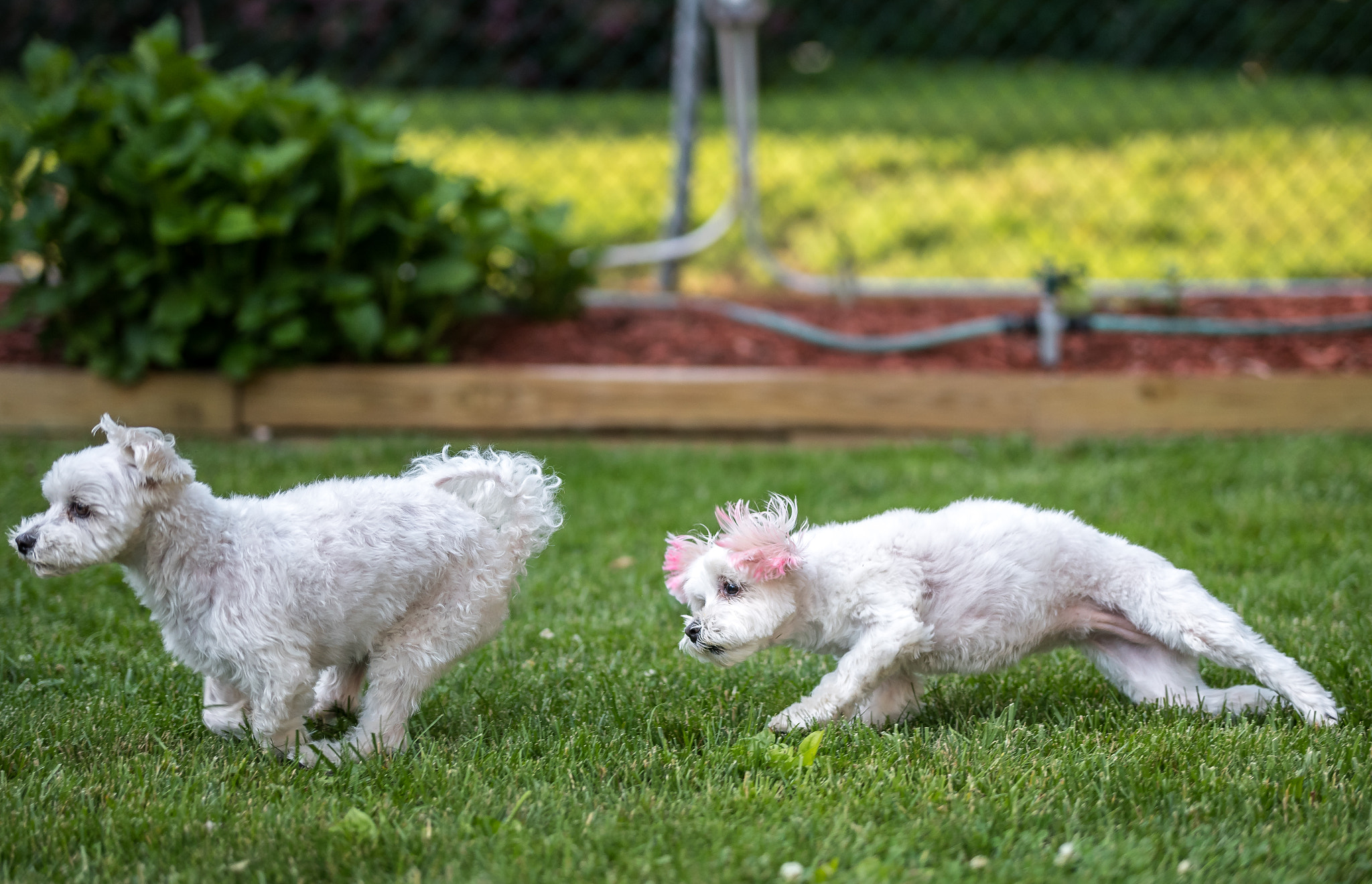 Nikon D500 + Sigma 50-100mm F1.8 DC HSM Art sample photo. Little dogs run fast too. photography