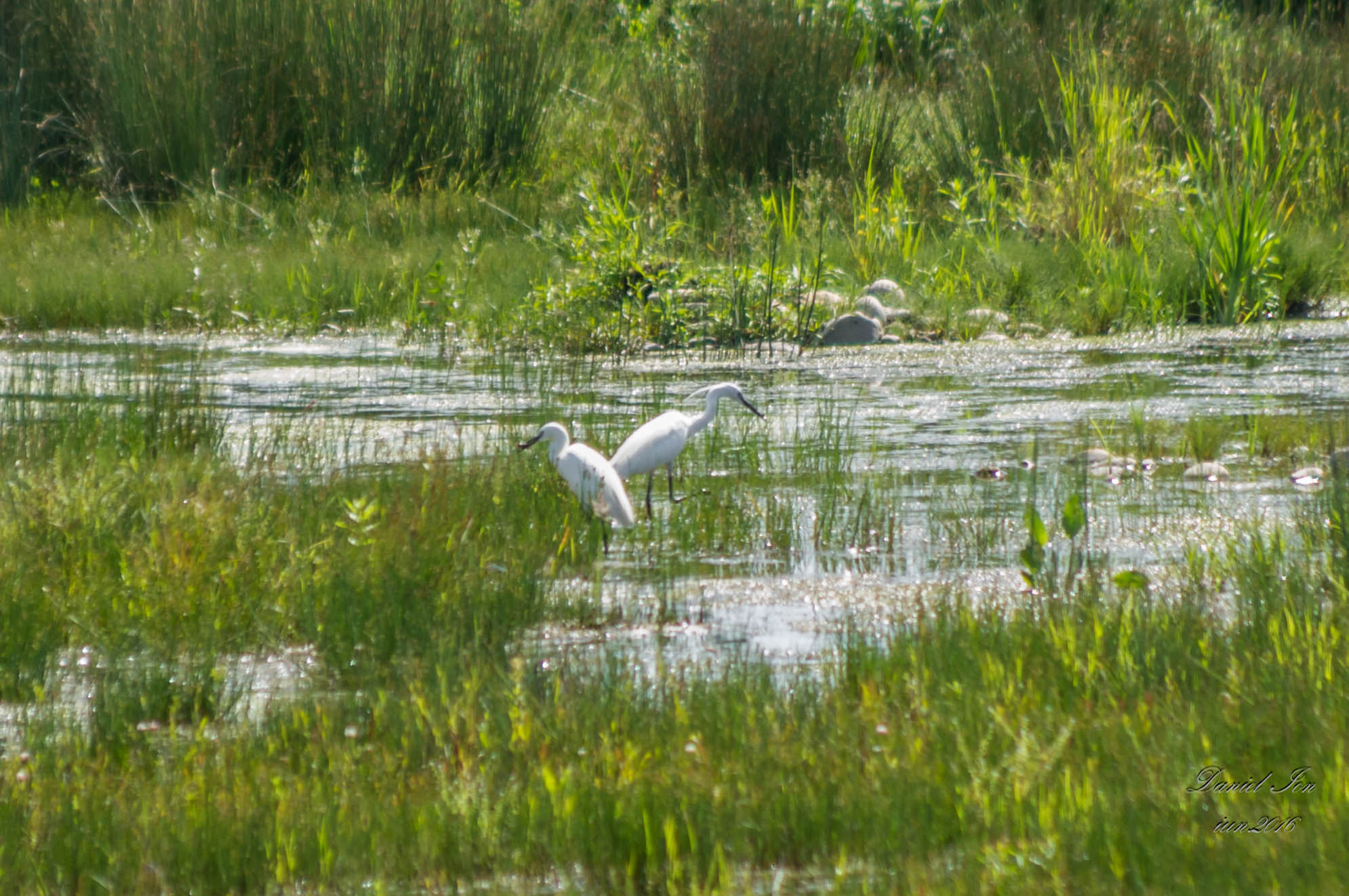 Pentax K-x sample photo. Egretta garzetta photography