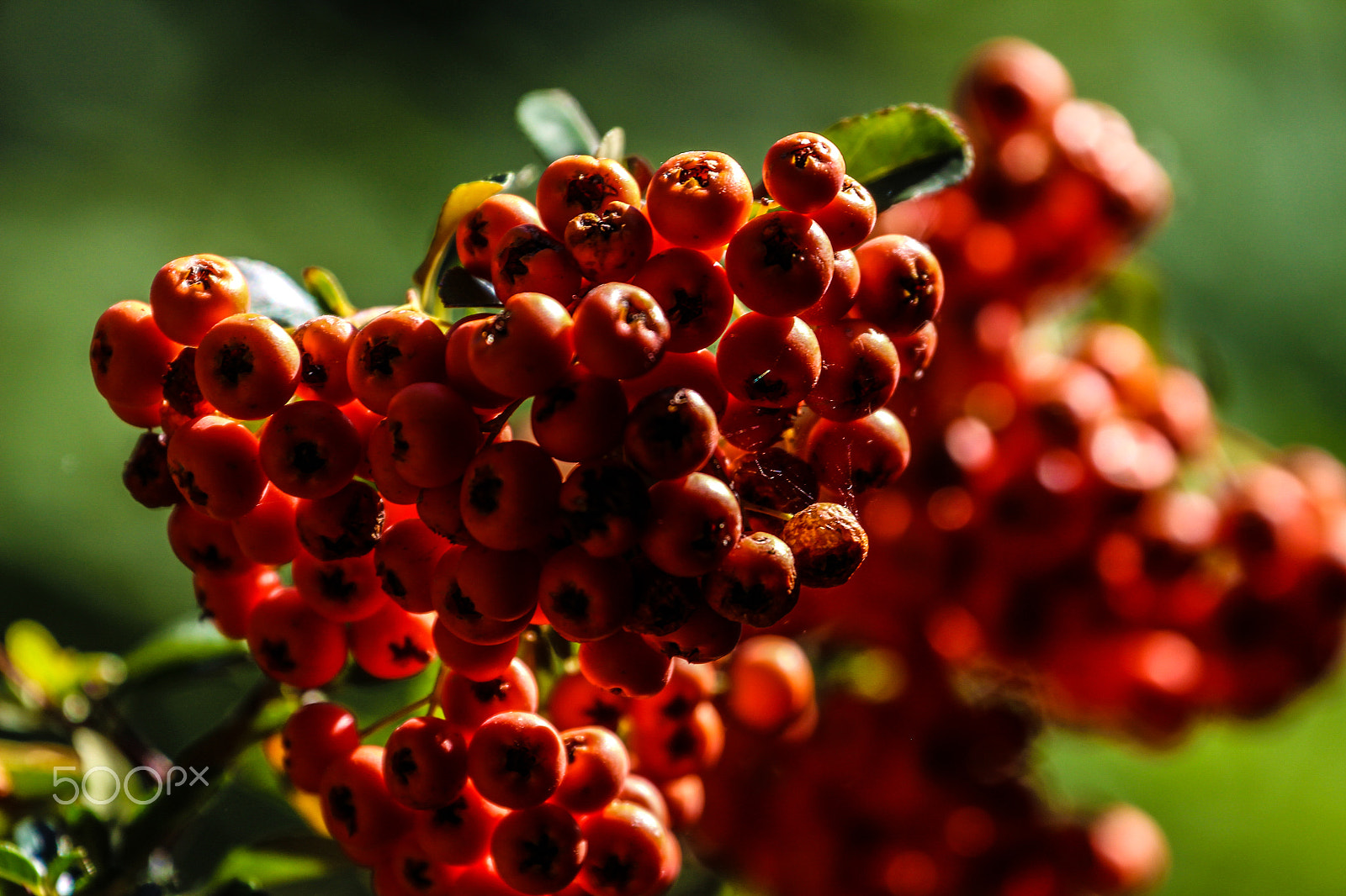 Canon EF 70-300mm F4-5.6L IS USM sample photo