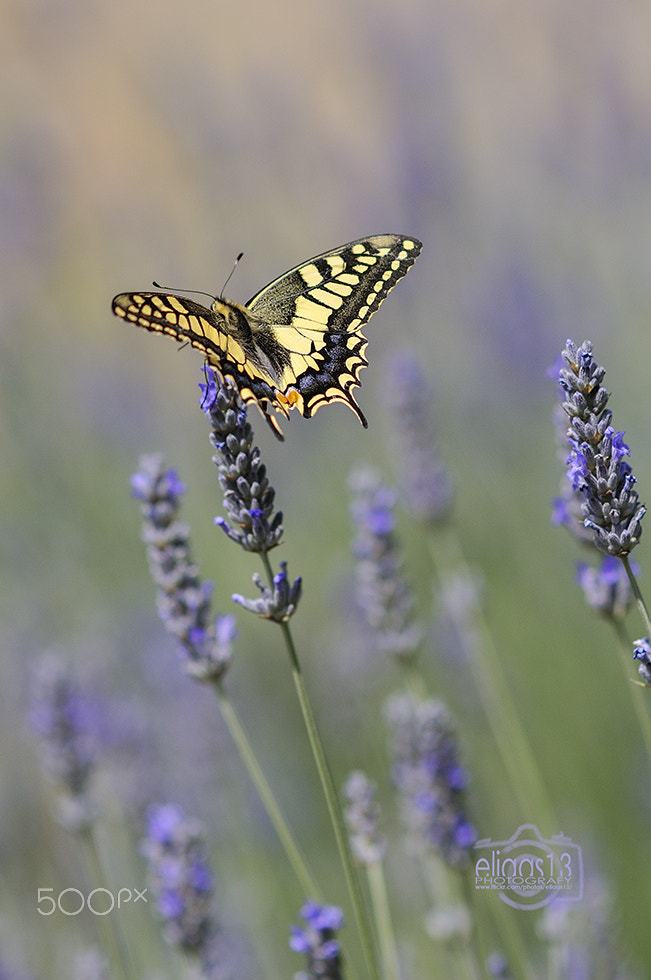 Nikon D300S + Nikon AF-S Nikkor 85mm F1.8G sample photo. Butterfly photography