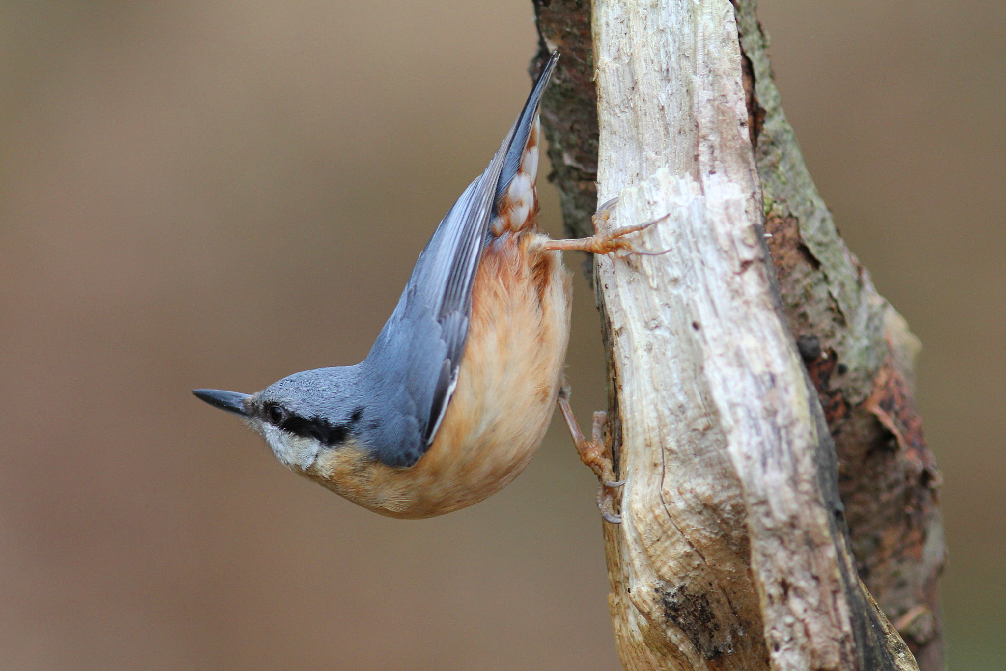 Canon EF 300mm F4L IS USM sample photo. Nuthatch photography