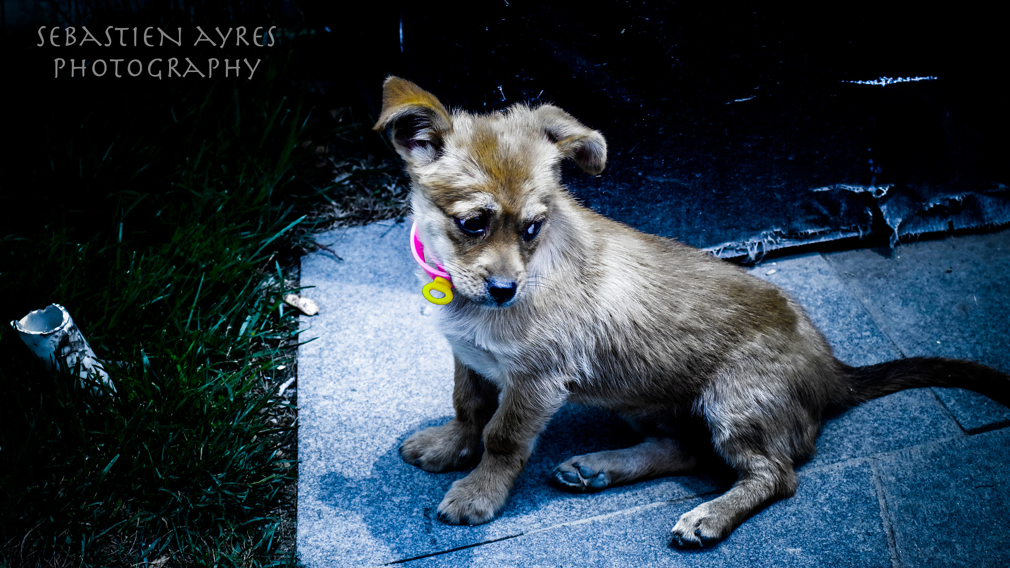 Tamron AF 70-300mm F4-5.6 Di LD Macro sample photo. Crying puppy photography