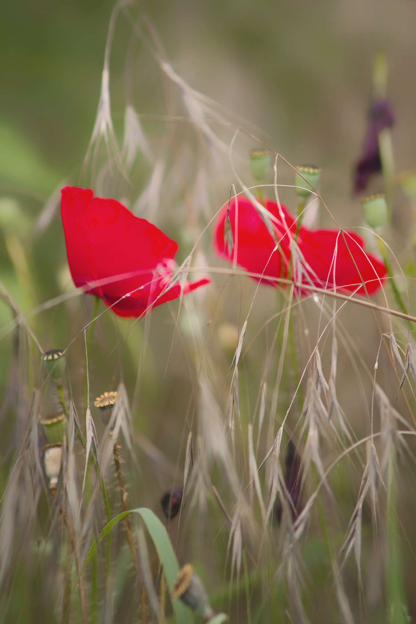 Sony Alpha DSLR-A850 + Minolta AF 70-210mm F4 Macro sample photo. Summer poppies photography