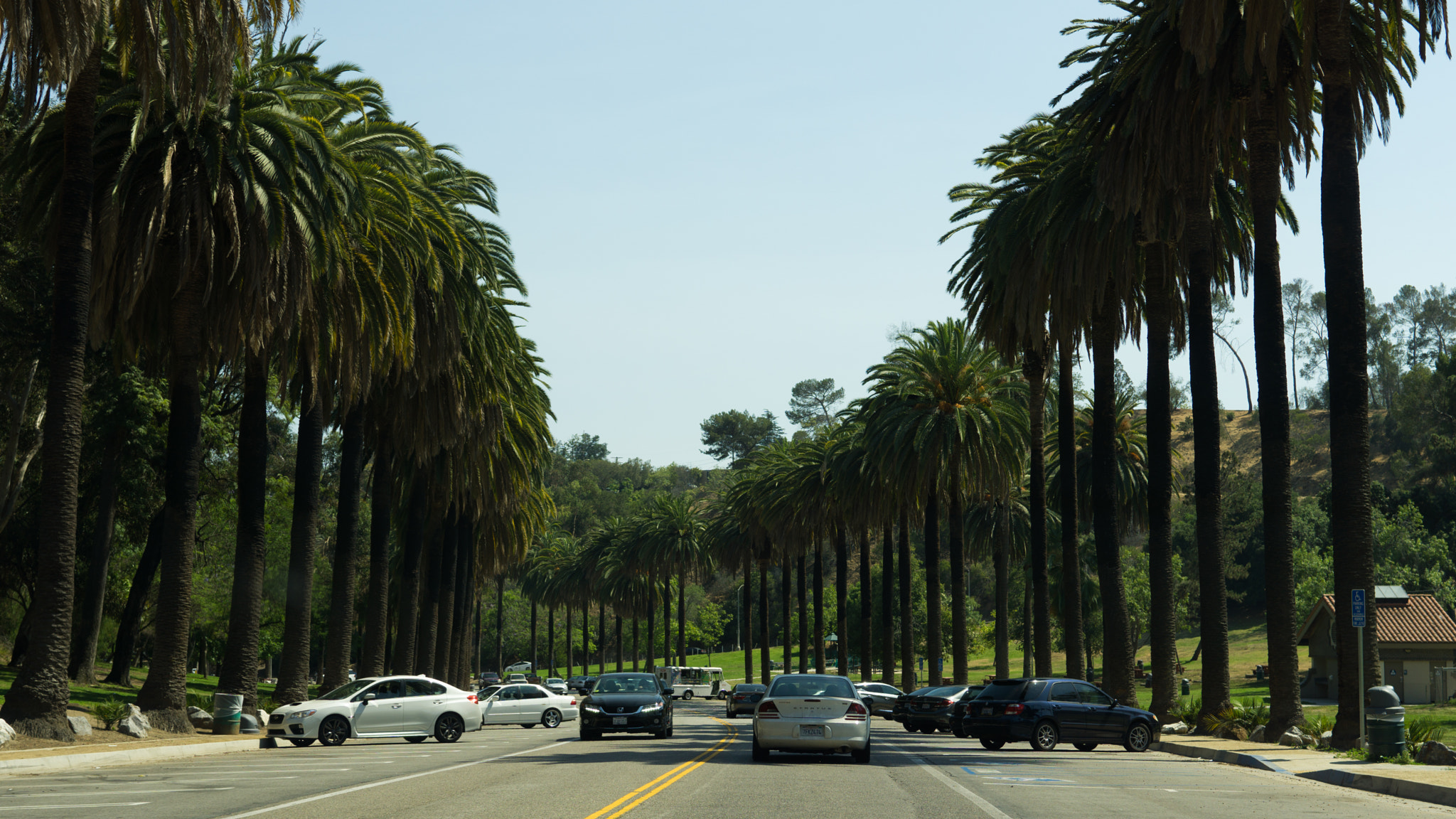 Sony a6000 + Sony Sonnar T* FE 35mm F2.8 ZA sample photo. Palms photography
