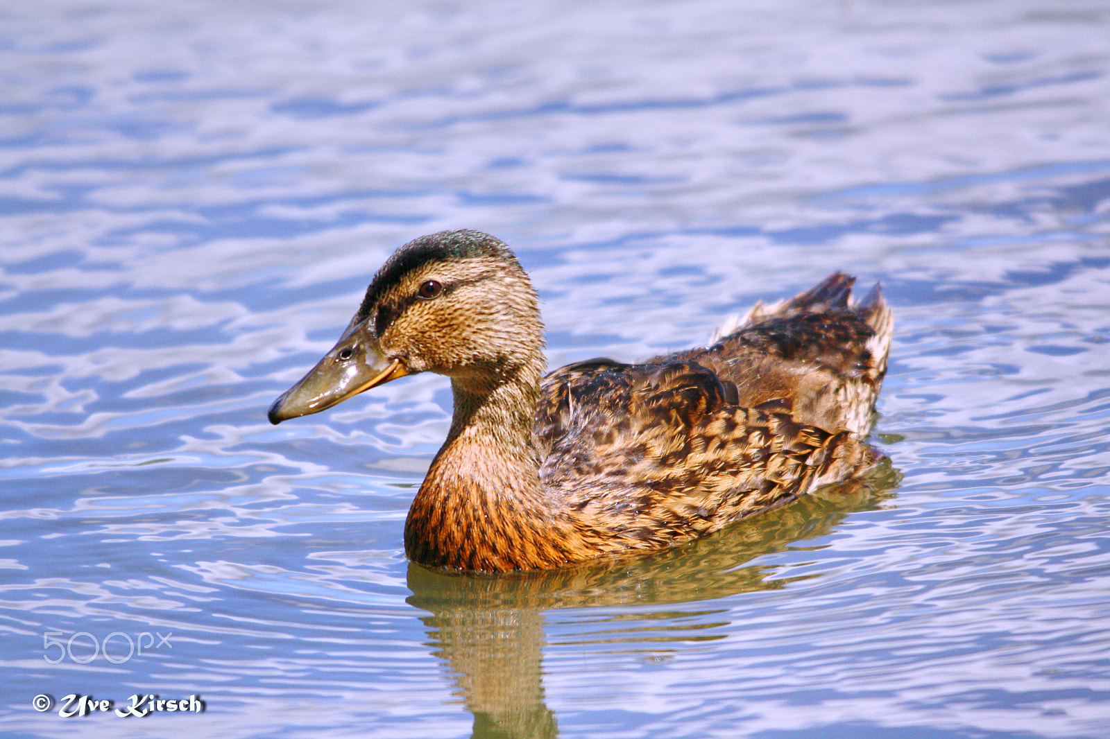 Sigma 150-500mm F5-6.3 DG OS HSM sample photo. Female mallard photography