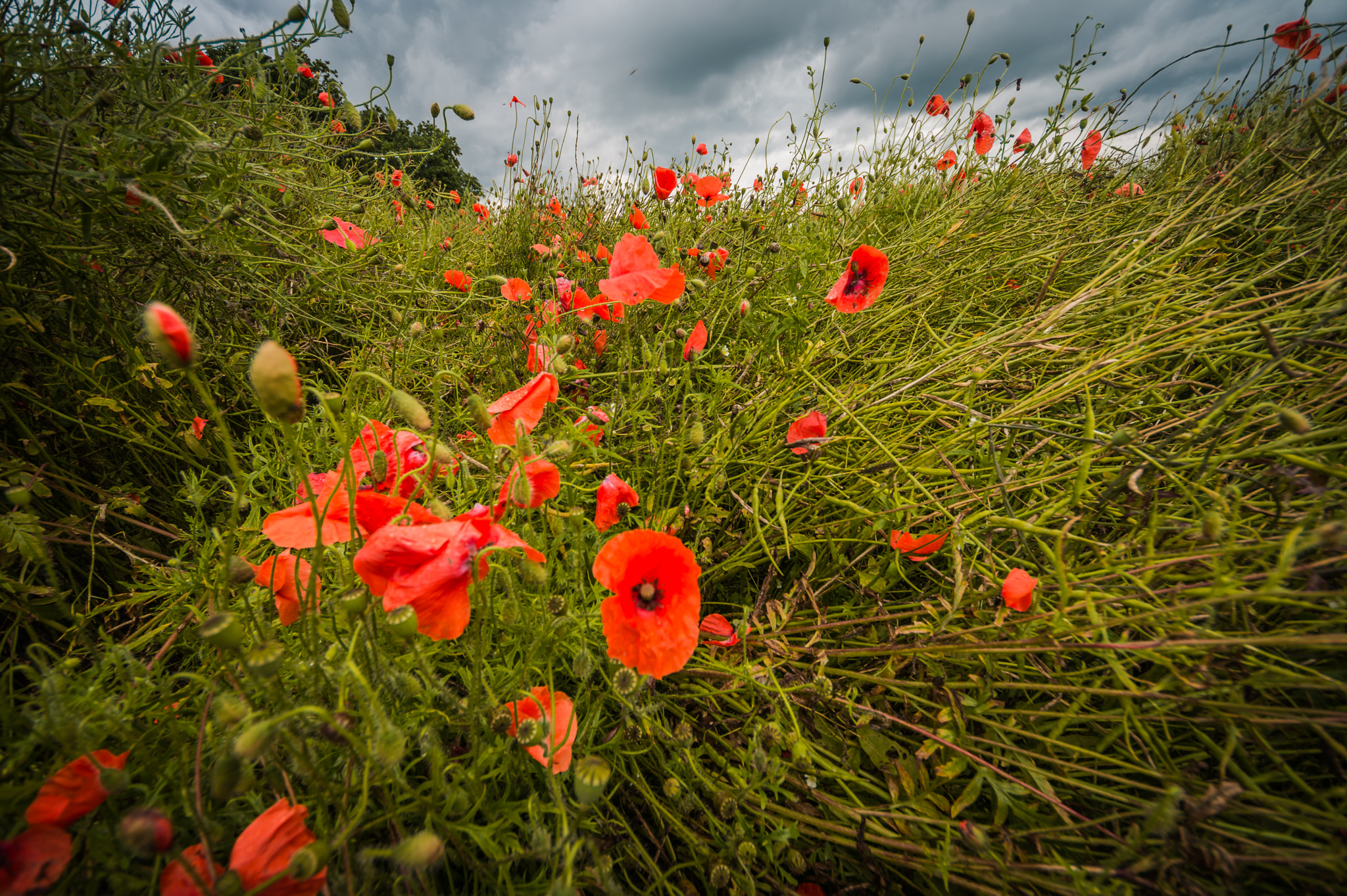 Sigma 8-16mm F4.5-5.6 DC HSM sample photo. Wild june poppies photography