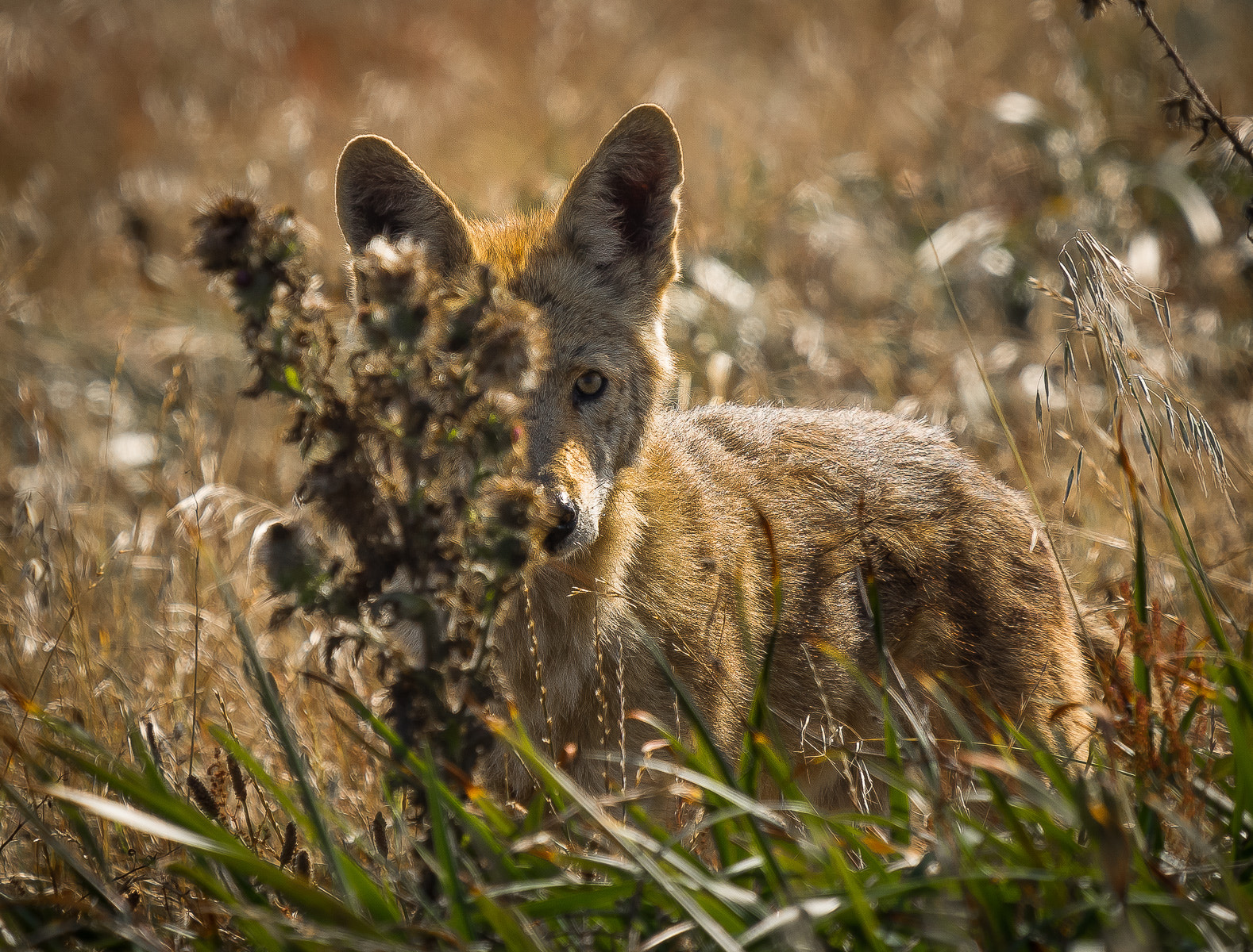 LEICA DG 100-400/F4.0-6.3 sample photo. Peekaboo photography