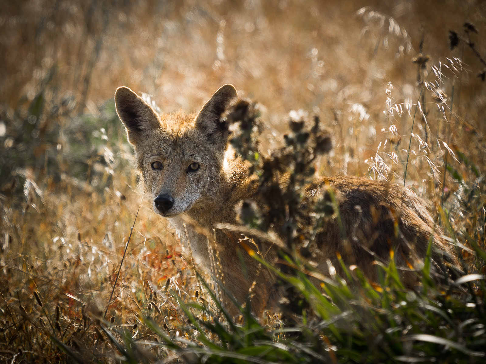 Olympus OM-D E-M1 + LEICA DG 100-400/F4.0-6.3 sample photo. Coyote photography