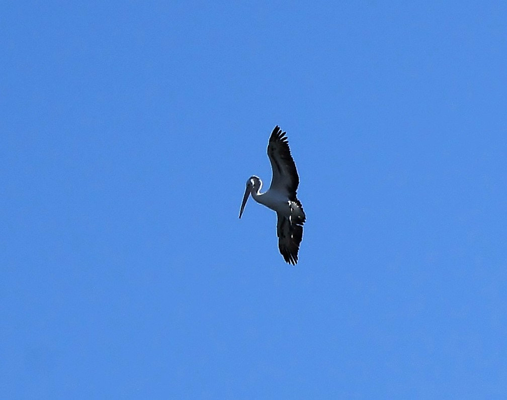Sony SLT-A55 (SLT-A55V) sample photo. Pelican photography