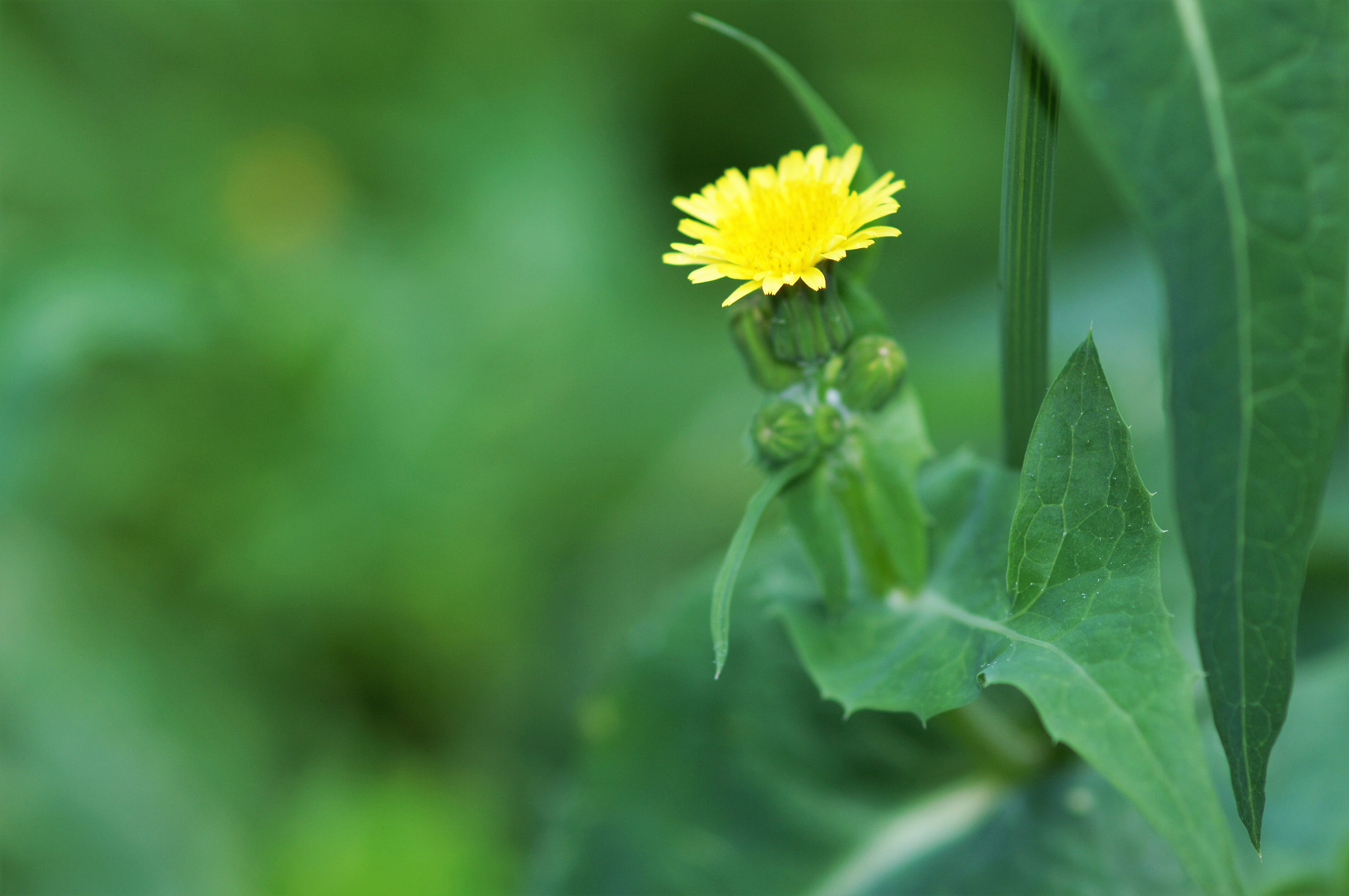 Sony SLT-A55 (SLT-A55V) + Sony 100mm F2.8 Macro sample photo. Milk thistle photography