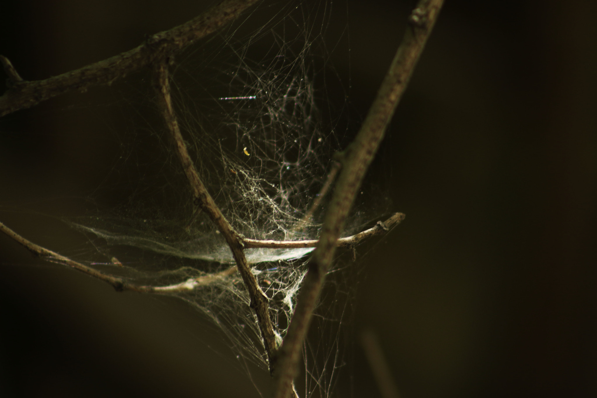 EF75-300mm f/4-5.6 sample photo. Summer photography