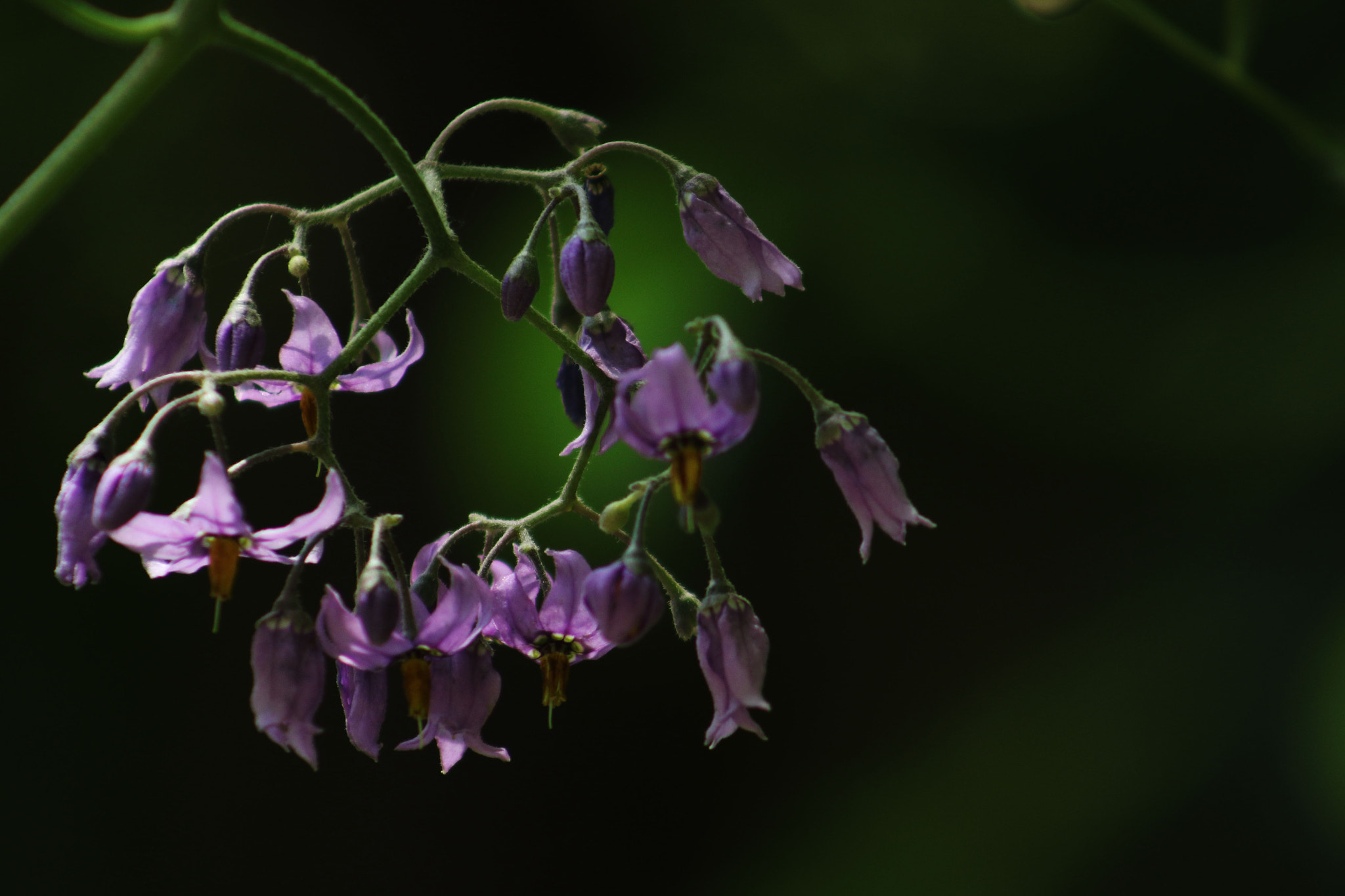 EF75-300mm f/4-5.6 sample photo. Summer photography