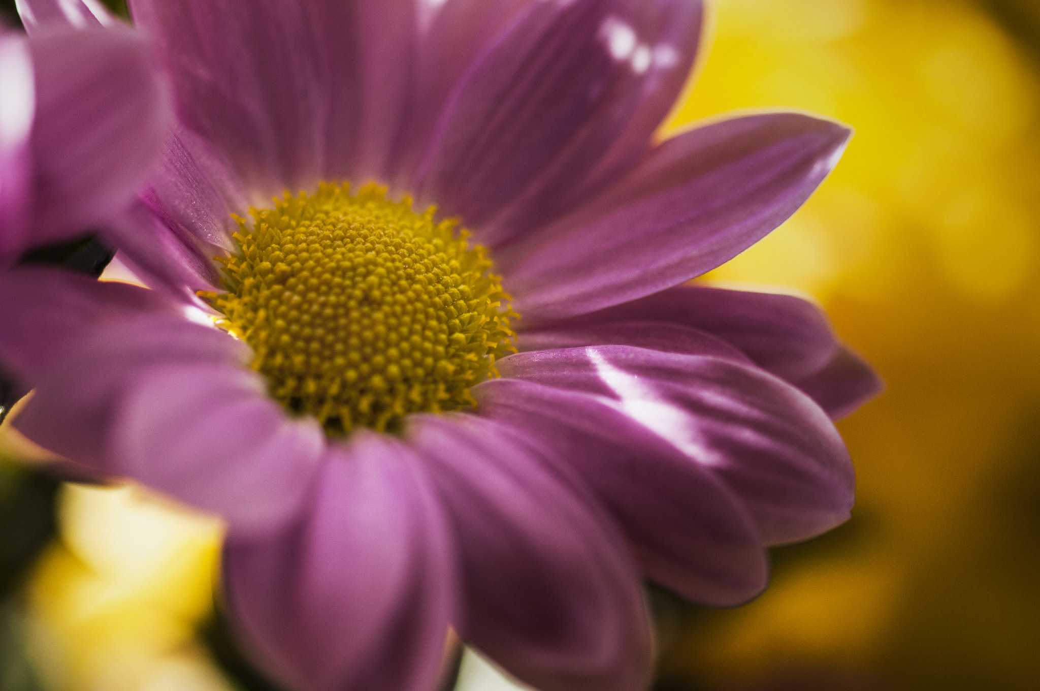 Sigma 105mm F2.8 EX DG OS HSM sample photo. Flor6 photography