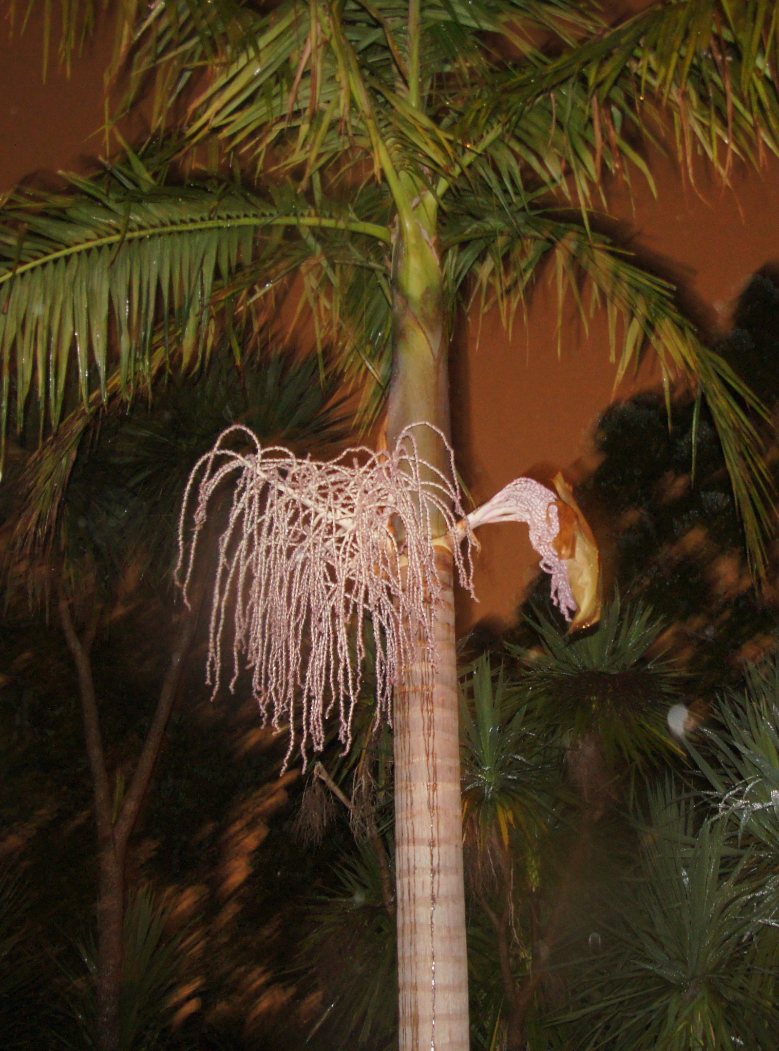 Sony SLT-A55 (SLT-A55V) sample photo. Palm flower, and weird background photography