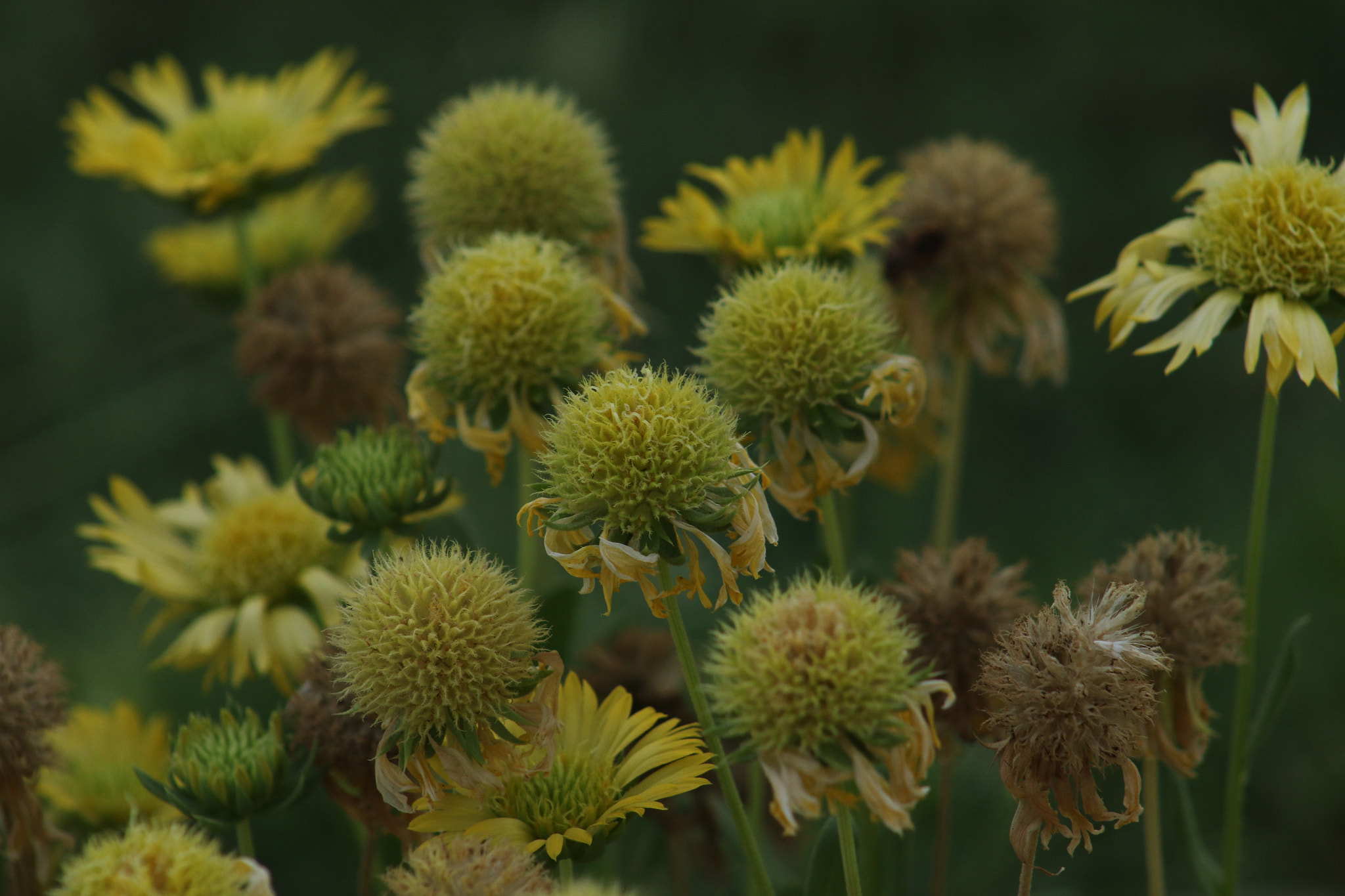EF75-300mm f/4-5.6 sample photo. Summer photography