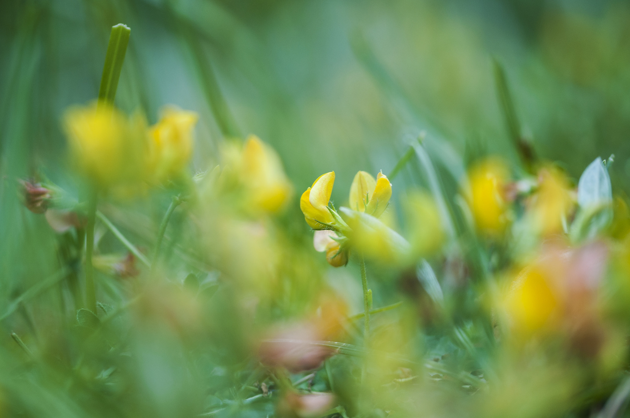 Sigma 105mm F2.8 EX DG OS HSM sample photo. Flores8 photography