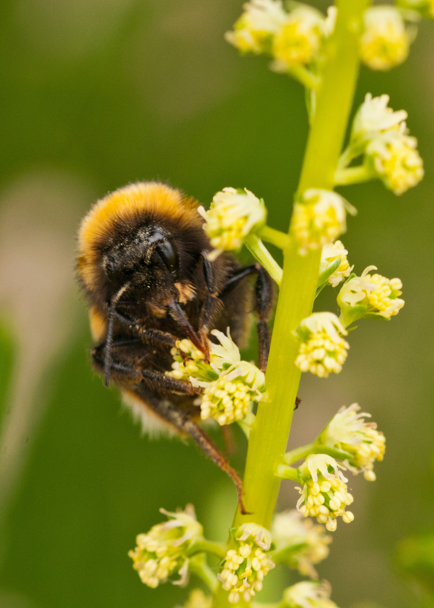 Sigma 105mm F2.8 EX DG OS HSM sample photo. Feeding bee photography