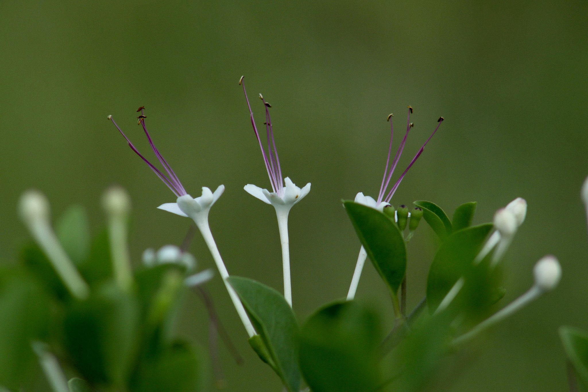EF75-300mm f/4-5.6 sample photo. Summer photography