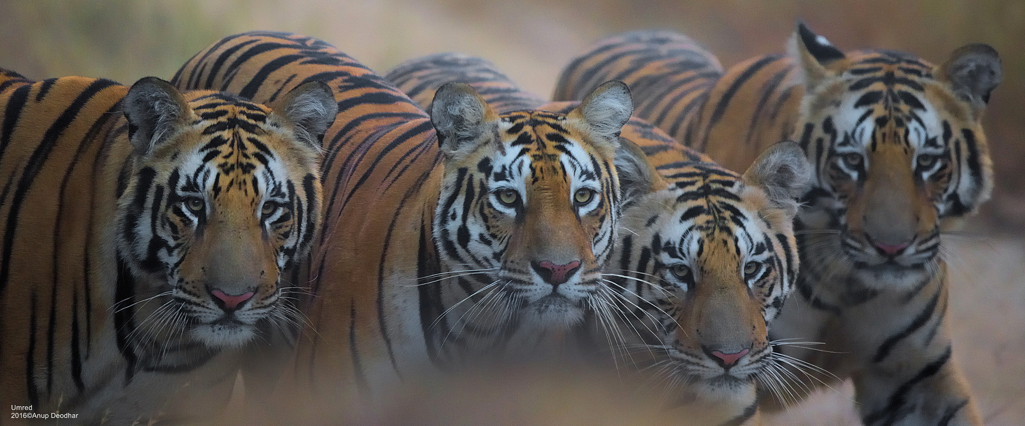 Nikon AF-S Nikkor 600mm F4E FL ED VR sample photo. Mother with 3 cubs photography