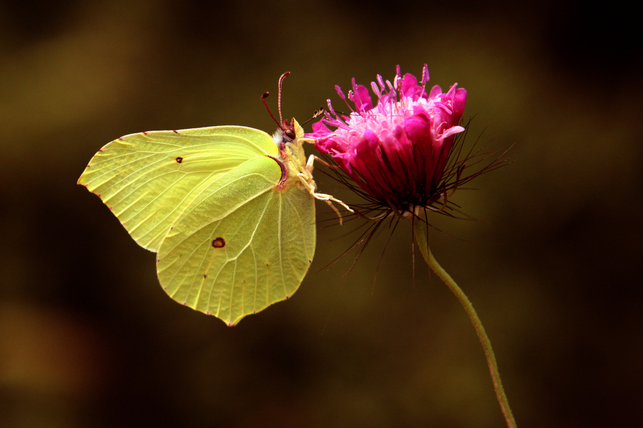 Canon EF 24-105mm F3.5-5.6 IS STM sample photo. Lemon butterfly photography