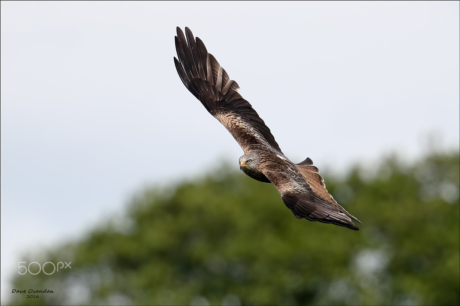 Canon EOS-1D X Mark II + Canon EF 300mm F2.8L IS II USM sample photo. Red kite photography