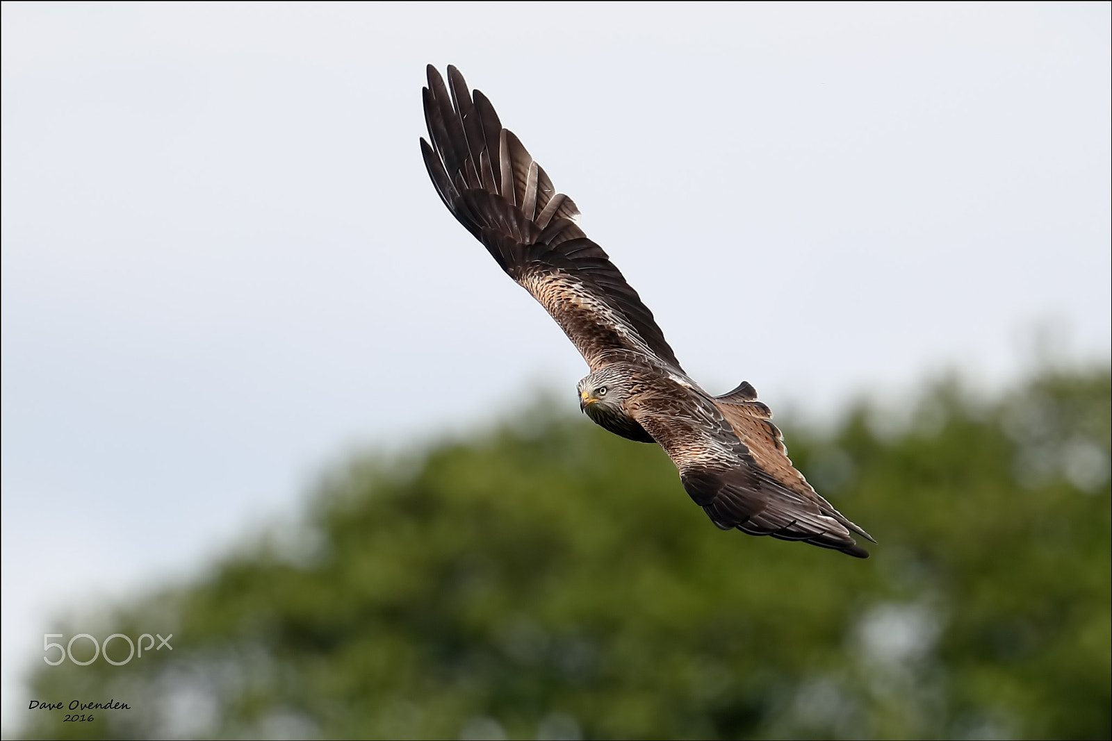 Canon EF 300mm F2.8L IS II USM sample photo. Red kite photography