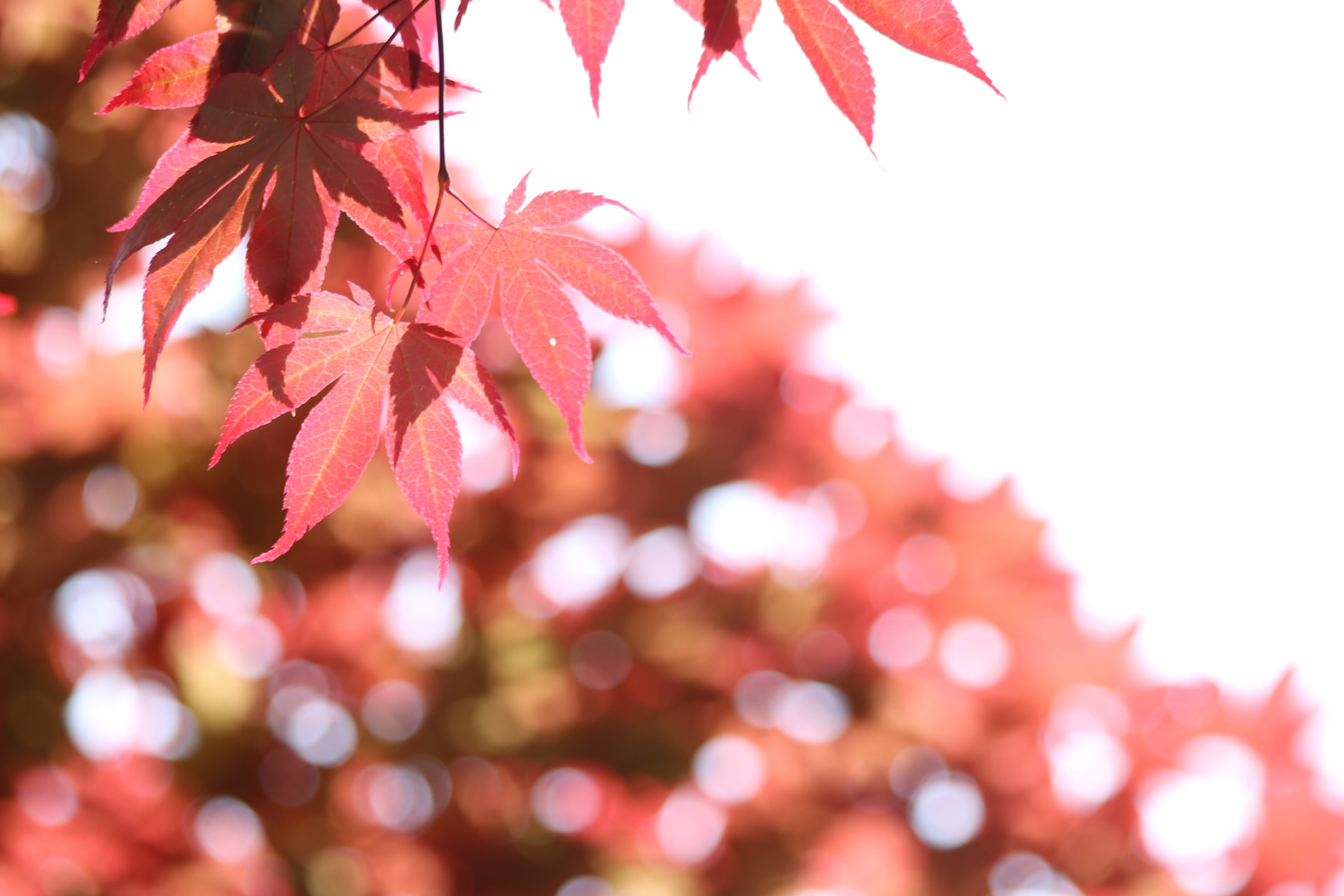 Canon EF 70-300mm F4-5.6 IS USM sample photo. Untitled photography