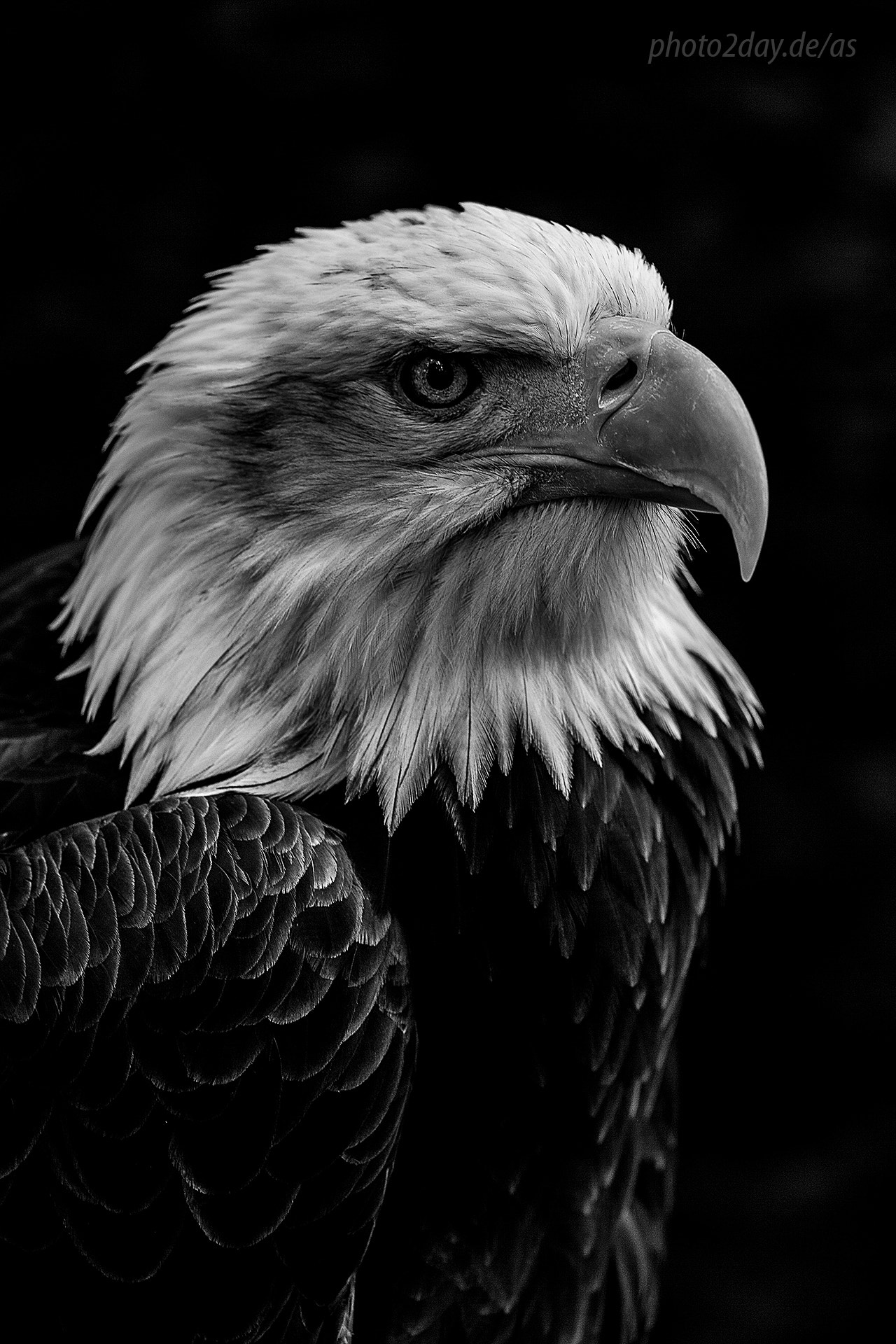 Sigma APO Macro 150mm f/2.8 EX DG HSM sample photo. Bald eagle ii photography