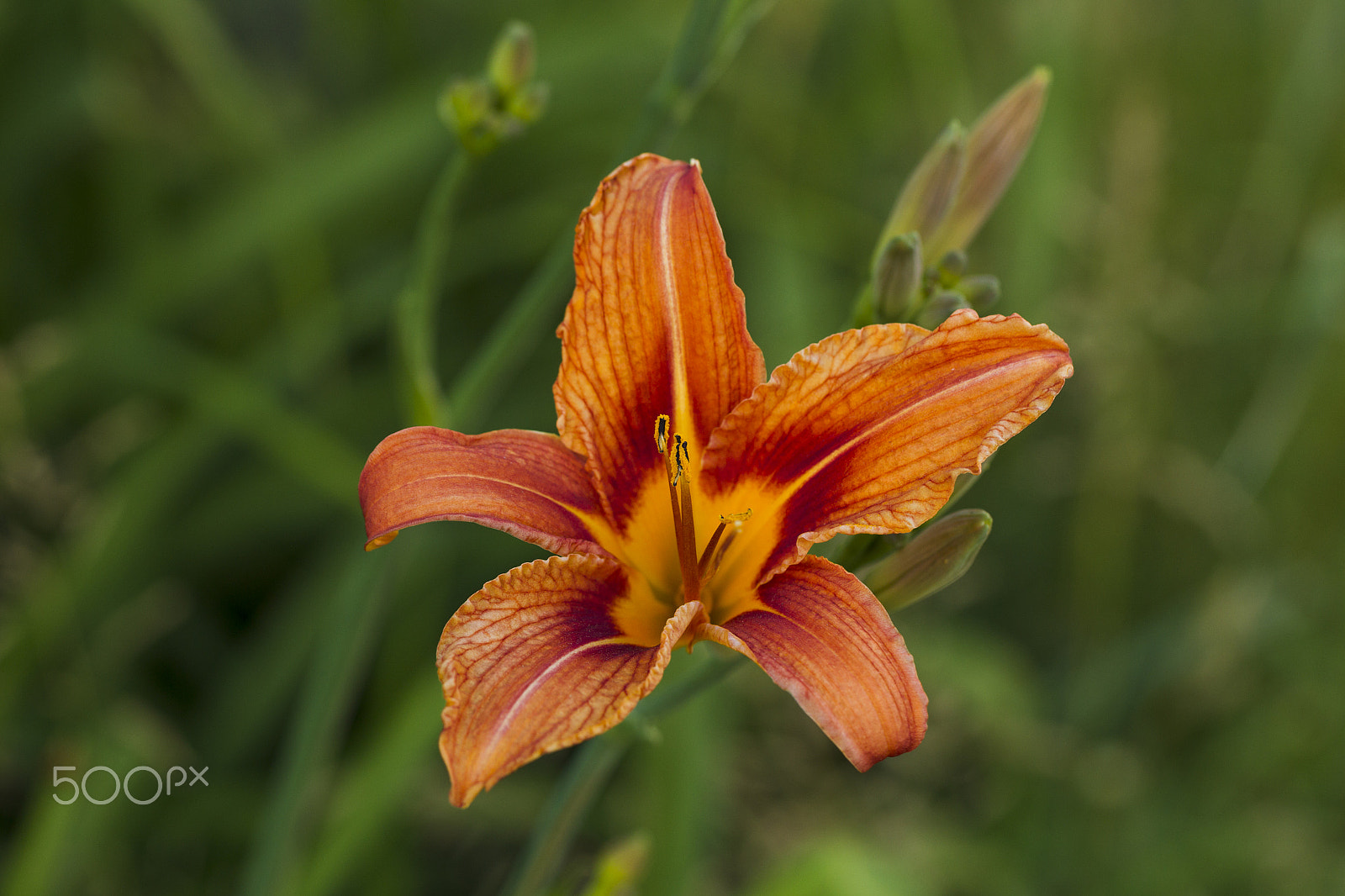 Canon EOS-1D Mark IV sample photo. Orange lily flower photography