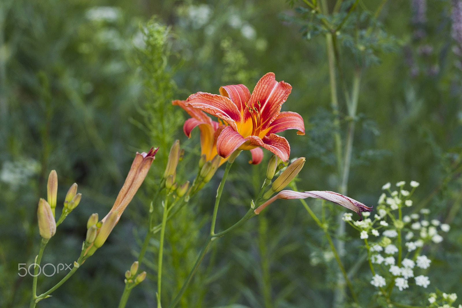 Canon EOS-1D Mark IV sample photo. Orange lily flower photography