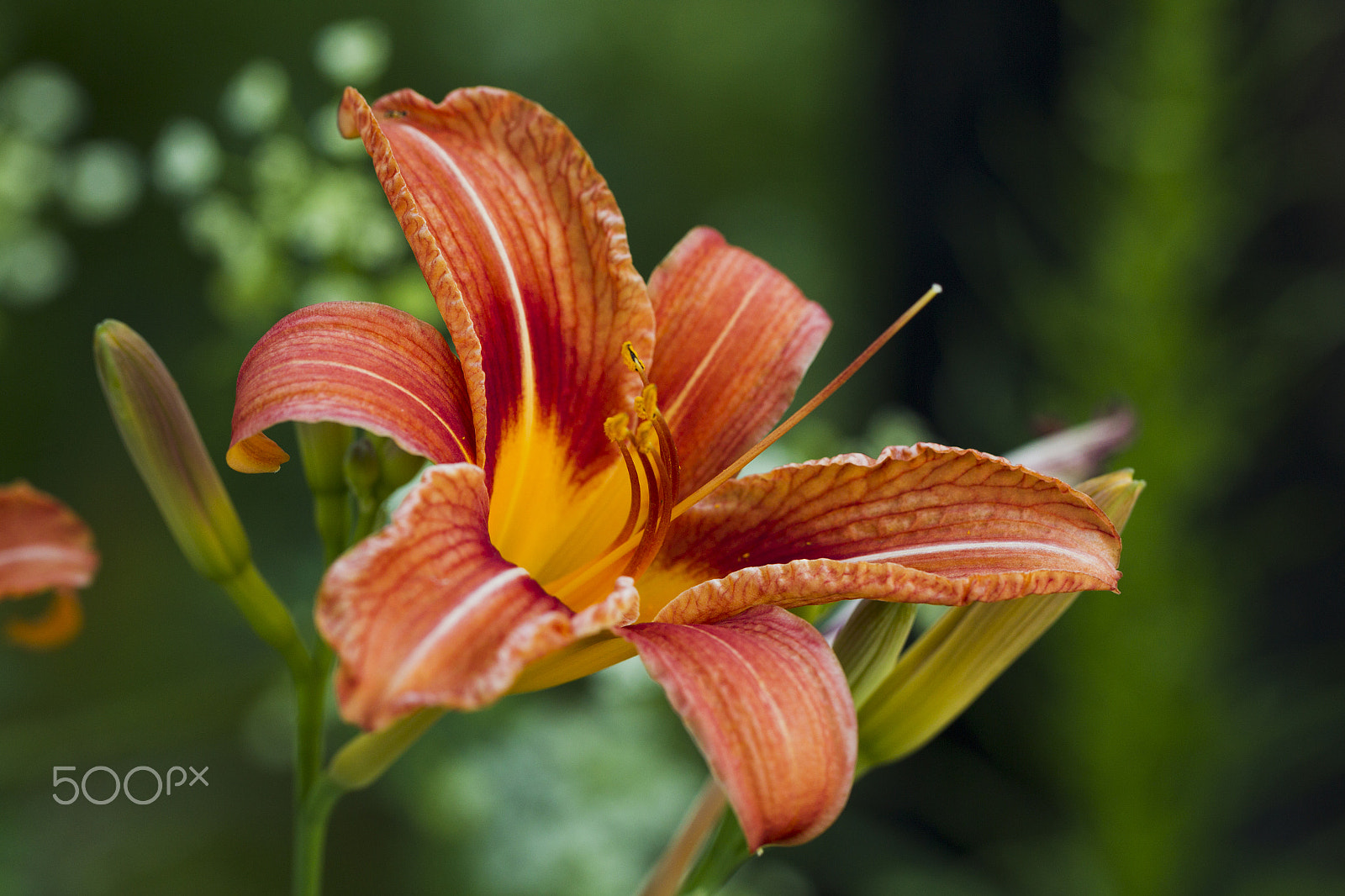 Canon EOS-1D Mark IV sample photo. Orange lily flower photography