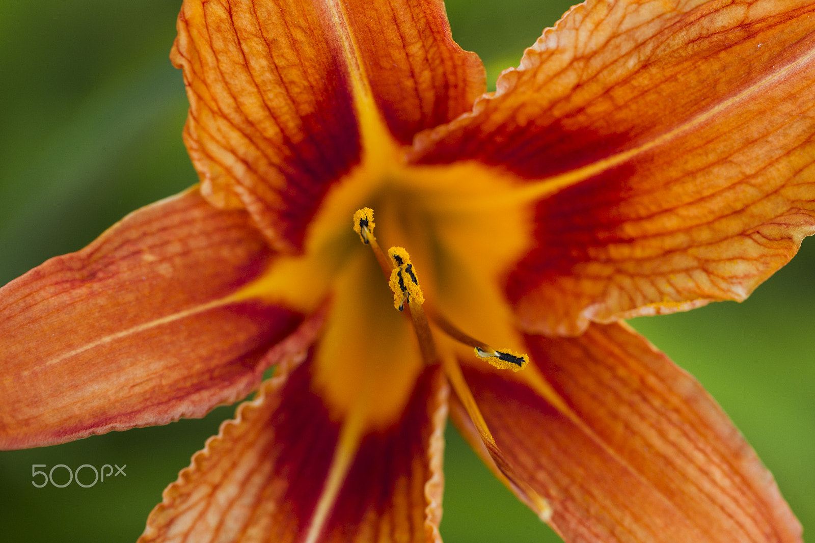 Canon EOS-1D Mark IV sample photo. Orange lily flower photography